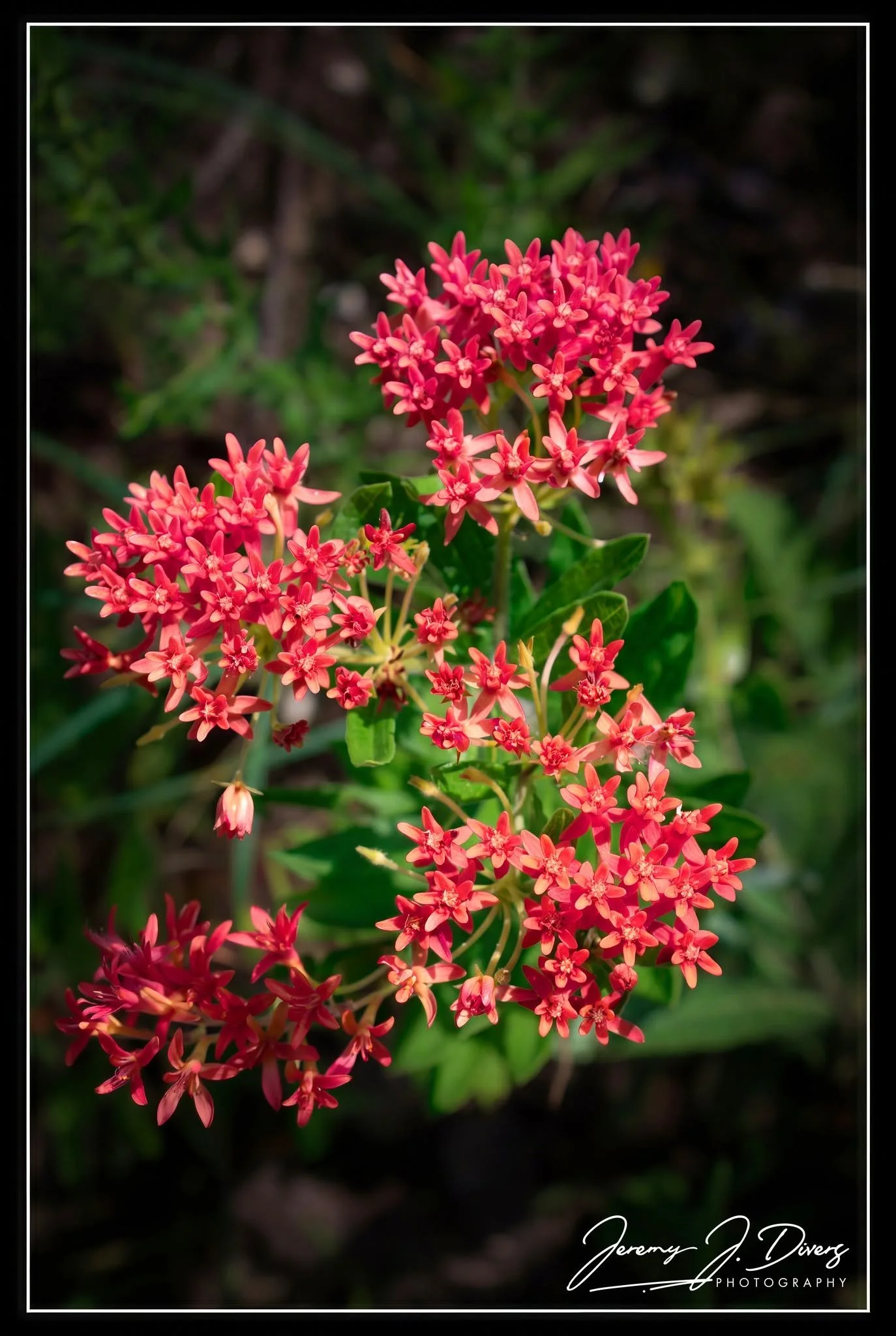 "Soulmate Milk Weed" Shaw Nature Reserve, Gray Summit, MO