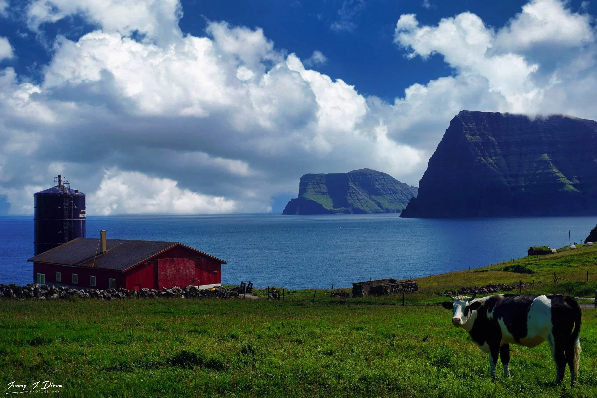 "Moo Moo Cow of Trøllanes" Faroe Islands