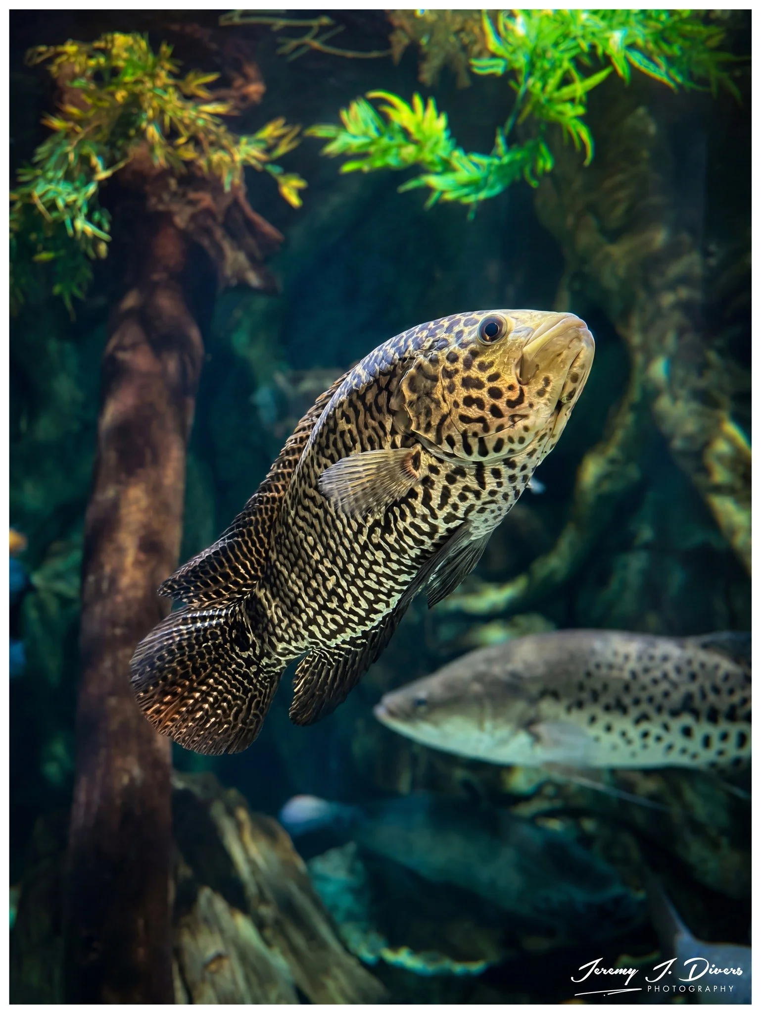  Jaguar Cichlid