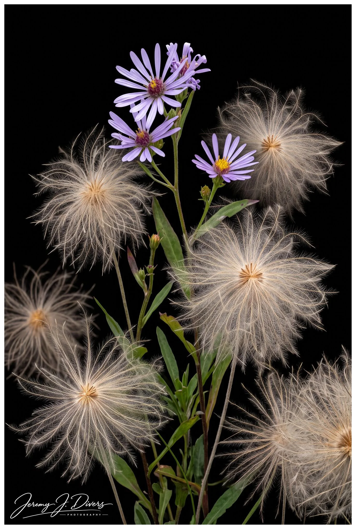 "Symphyotrichum Flowers and Clematis Vines" Jasper National Park, Alberta, Canada