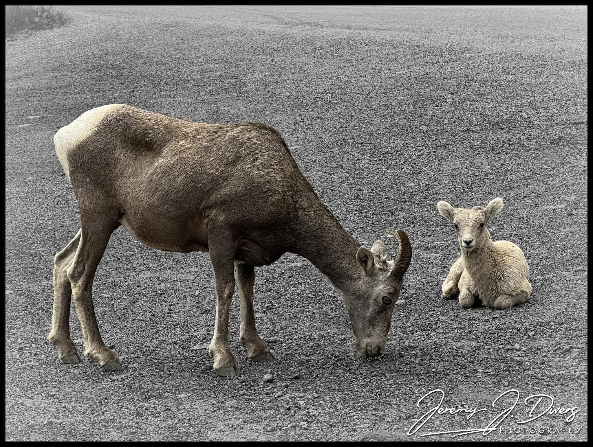 "Bighorn Sheep of Banff" (B) Banff National Park, Alberta, Canada