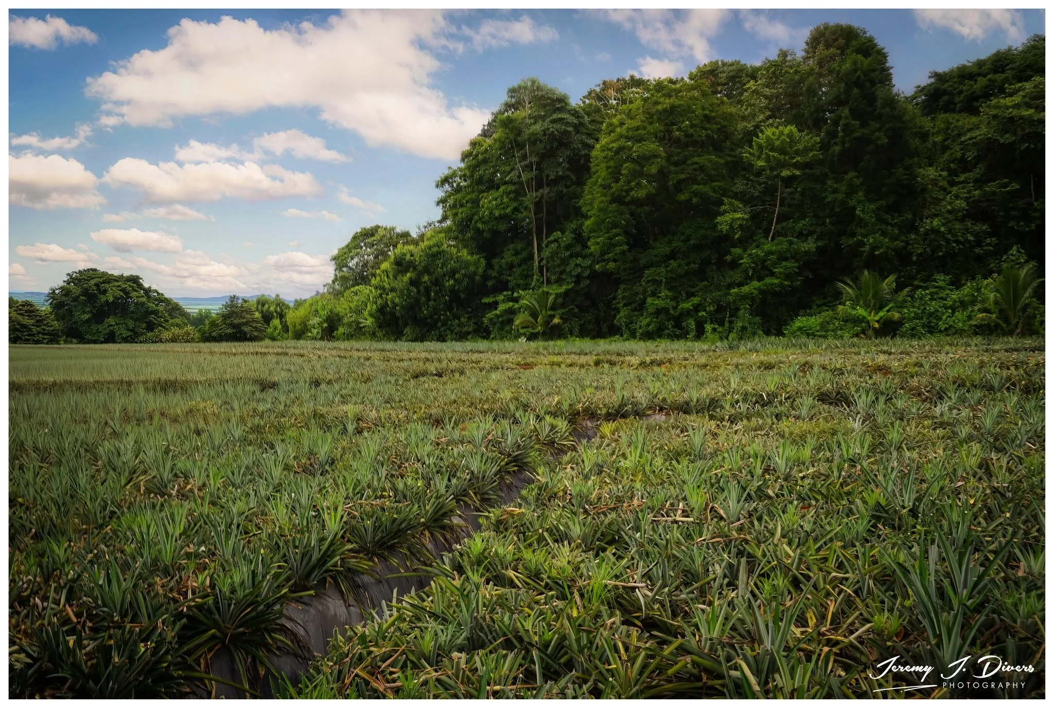 "Pineapple Country" Calle Rancho Chico, Sarapiquí, Costa Rica