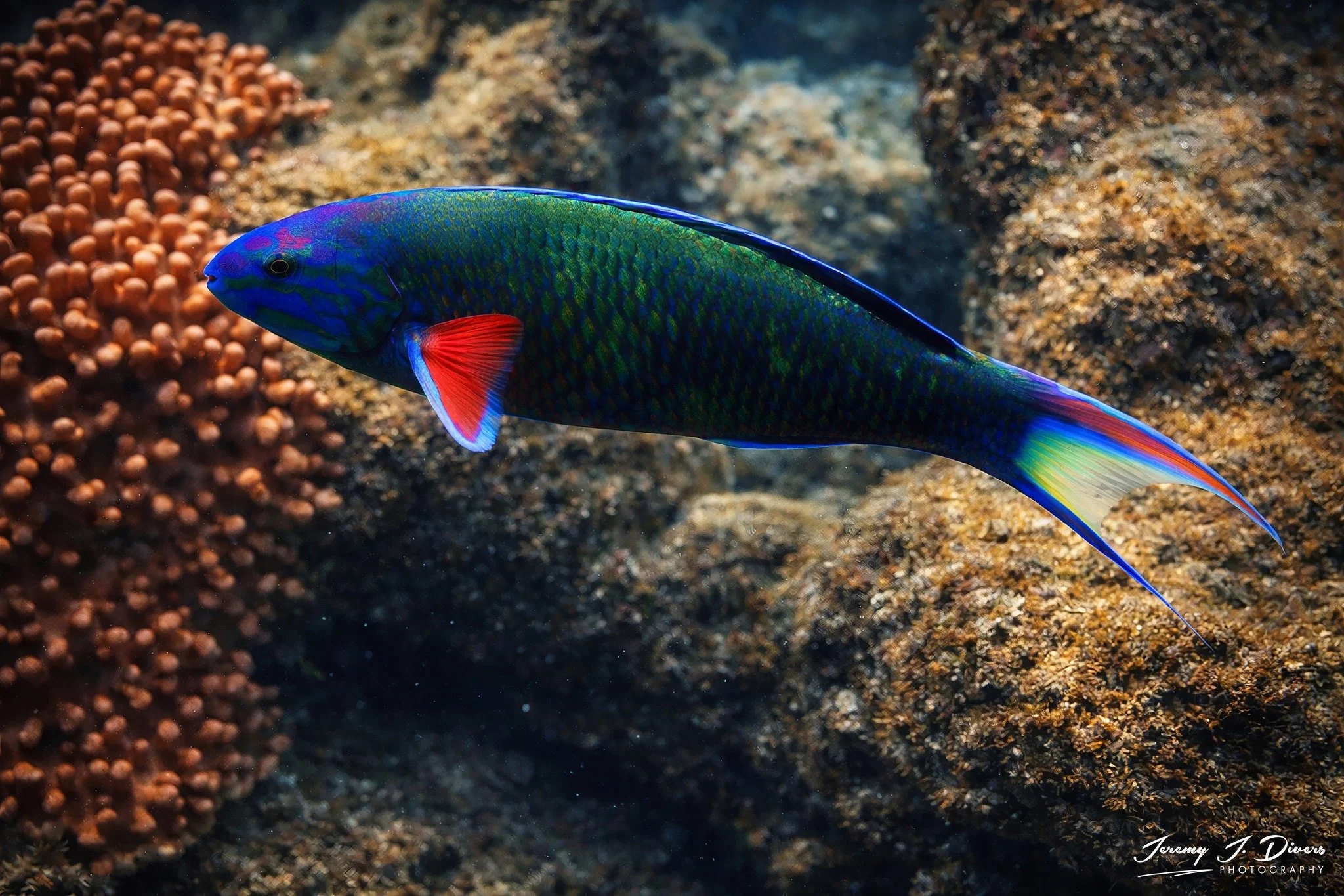 Moon Wrasse