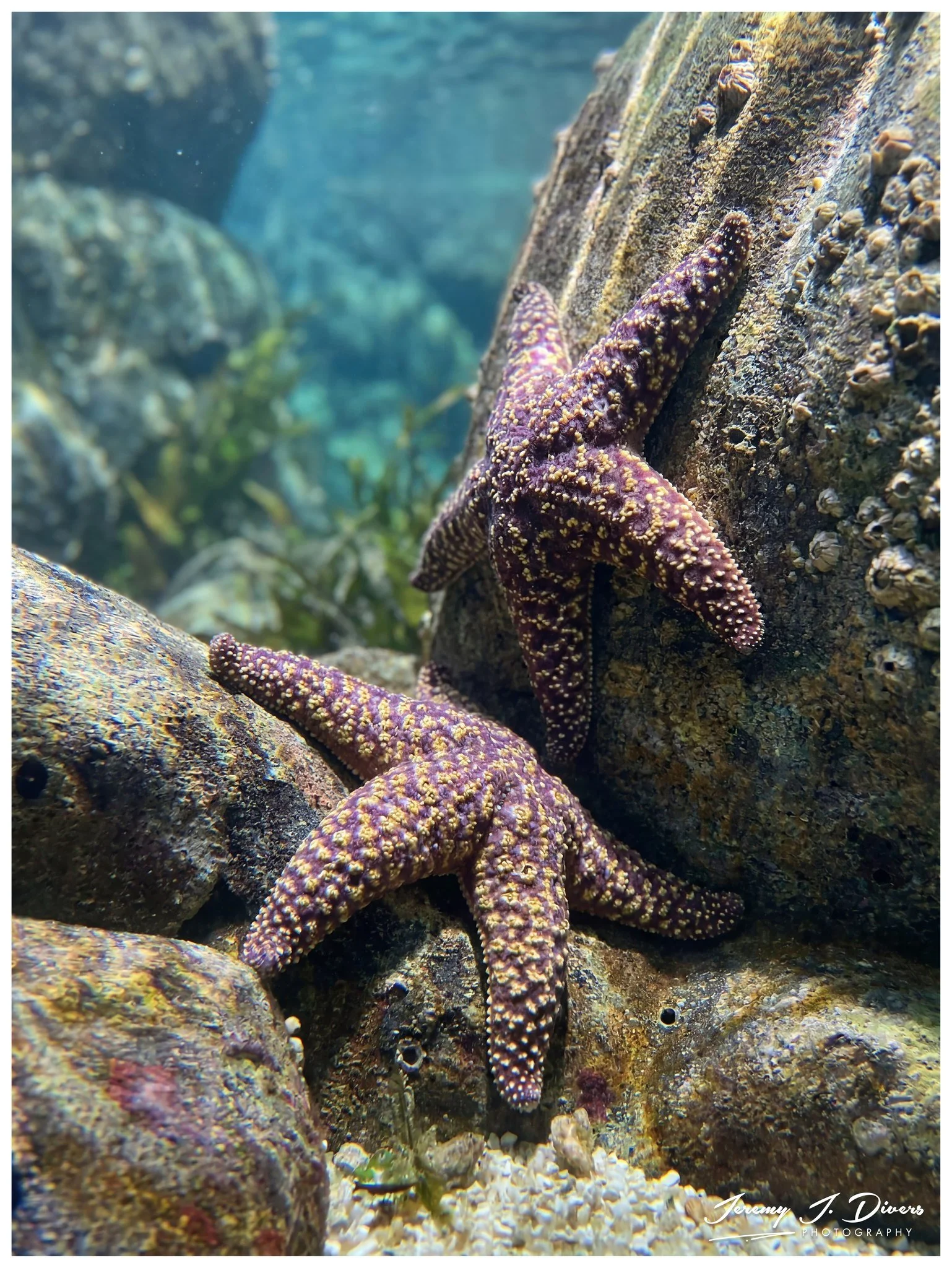 Star Fish