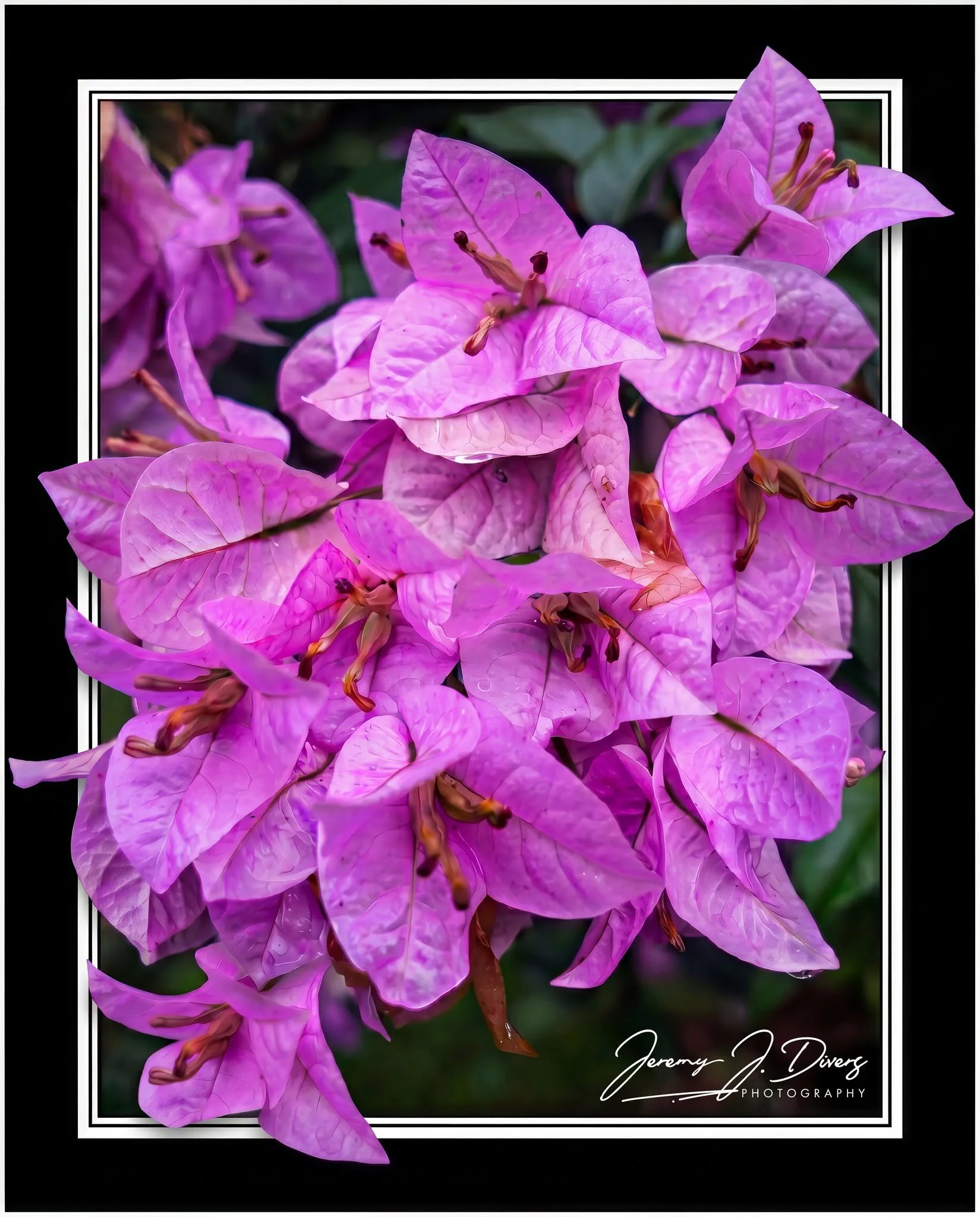 "Bougainvillea" (A) Costa Rica
