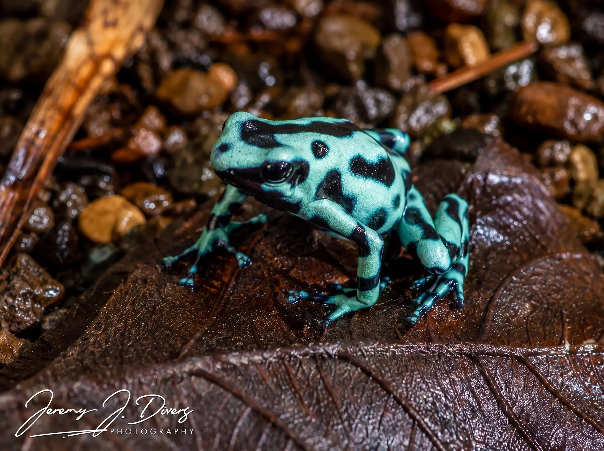 "Green Black Poison Dart Frog" (B)Tirimbina Biological Reserve, Costa Rica