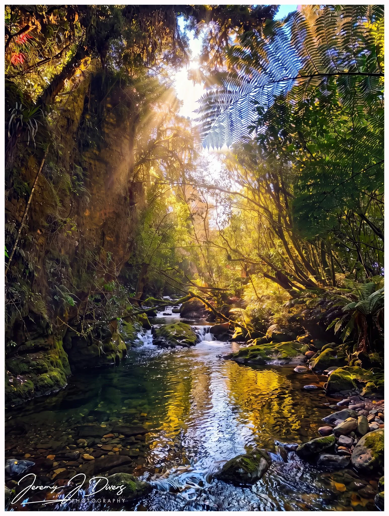 “Where Golden Light Meets the Ferns” Waitomo, New Zealand