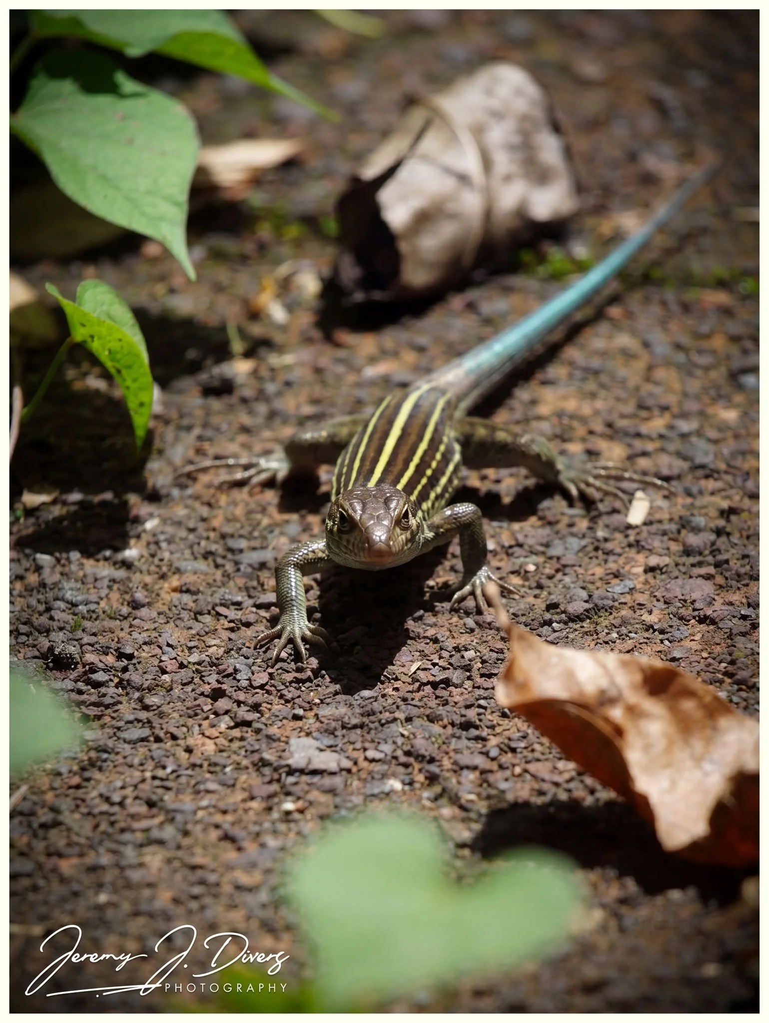 "Central American Whiptail" Tirimbina Biological Reserve, Costa Rica