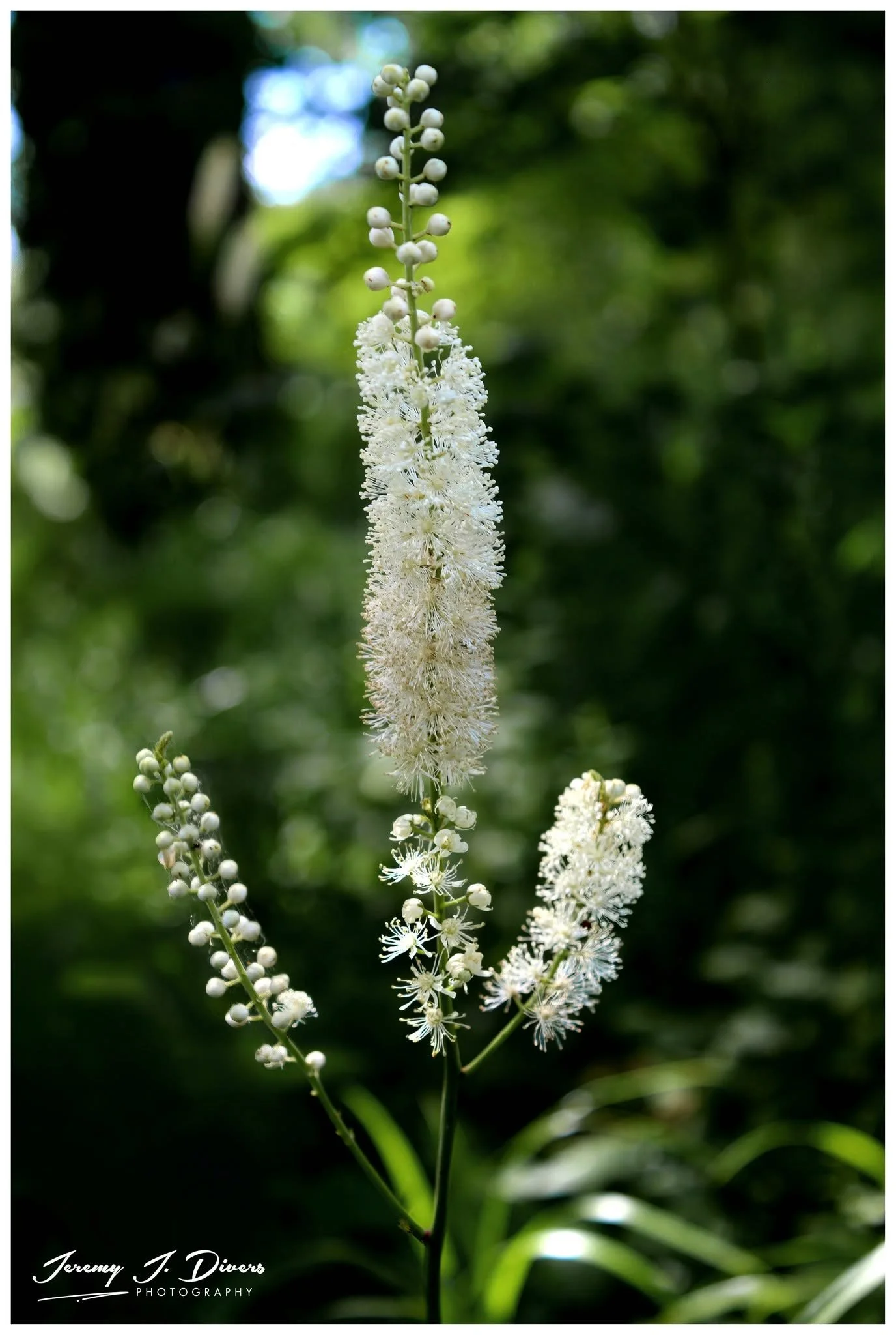 "Black Snakeroot" Shaw Nature Reserve, Gray Summit, MO