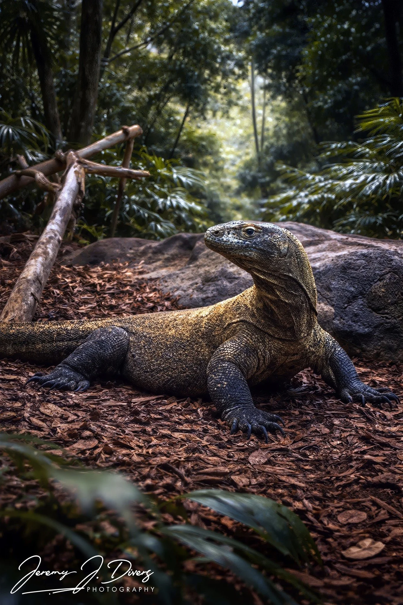 "Komodo Dragons" (B) San Diego Zoo, California