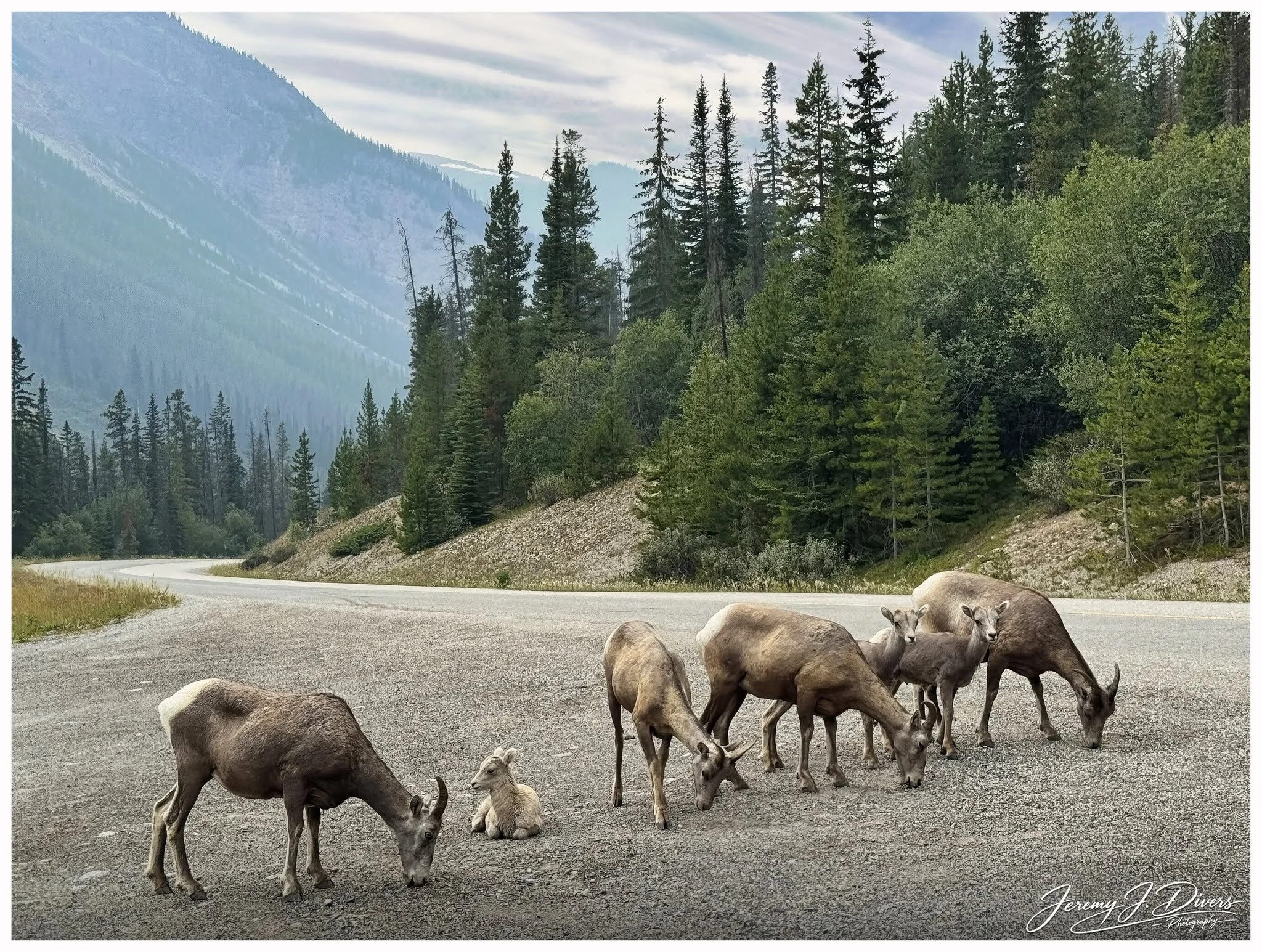 "Bighorn Sheep of Banff" (A) Banff National Park, Alberta, Canada