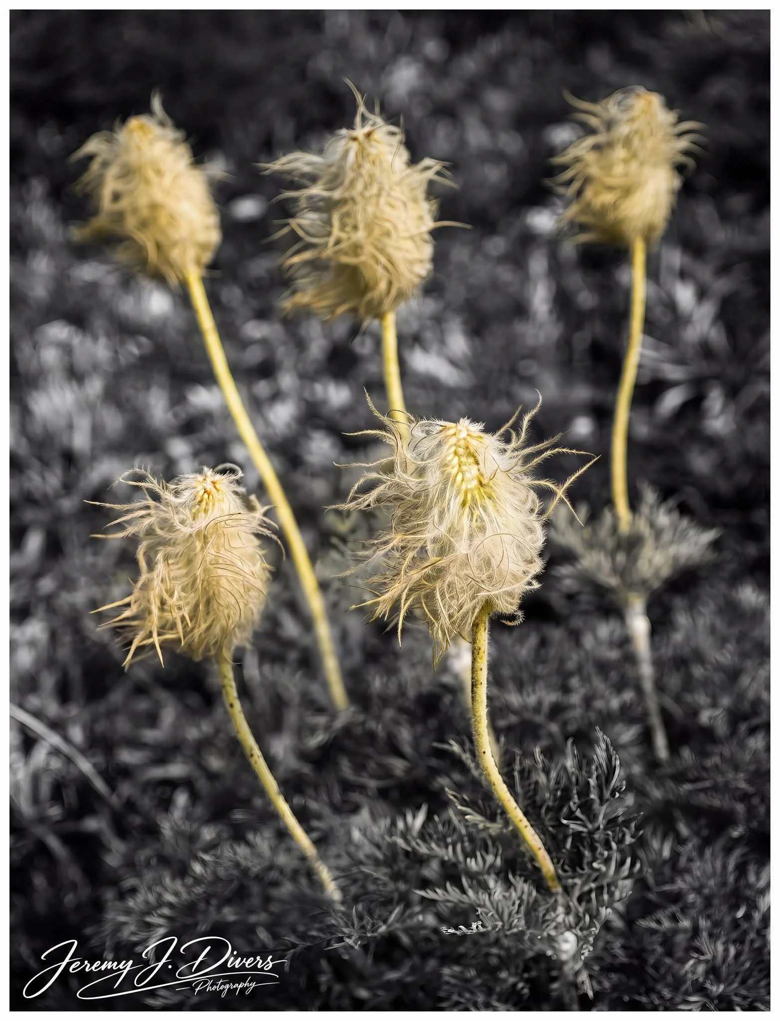 "Mountain Pasqueflowers" Banff National Park, Alberta, Canada