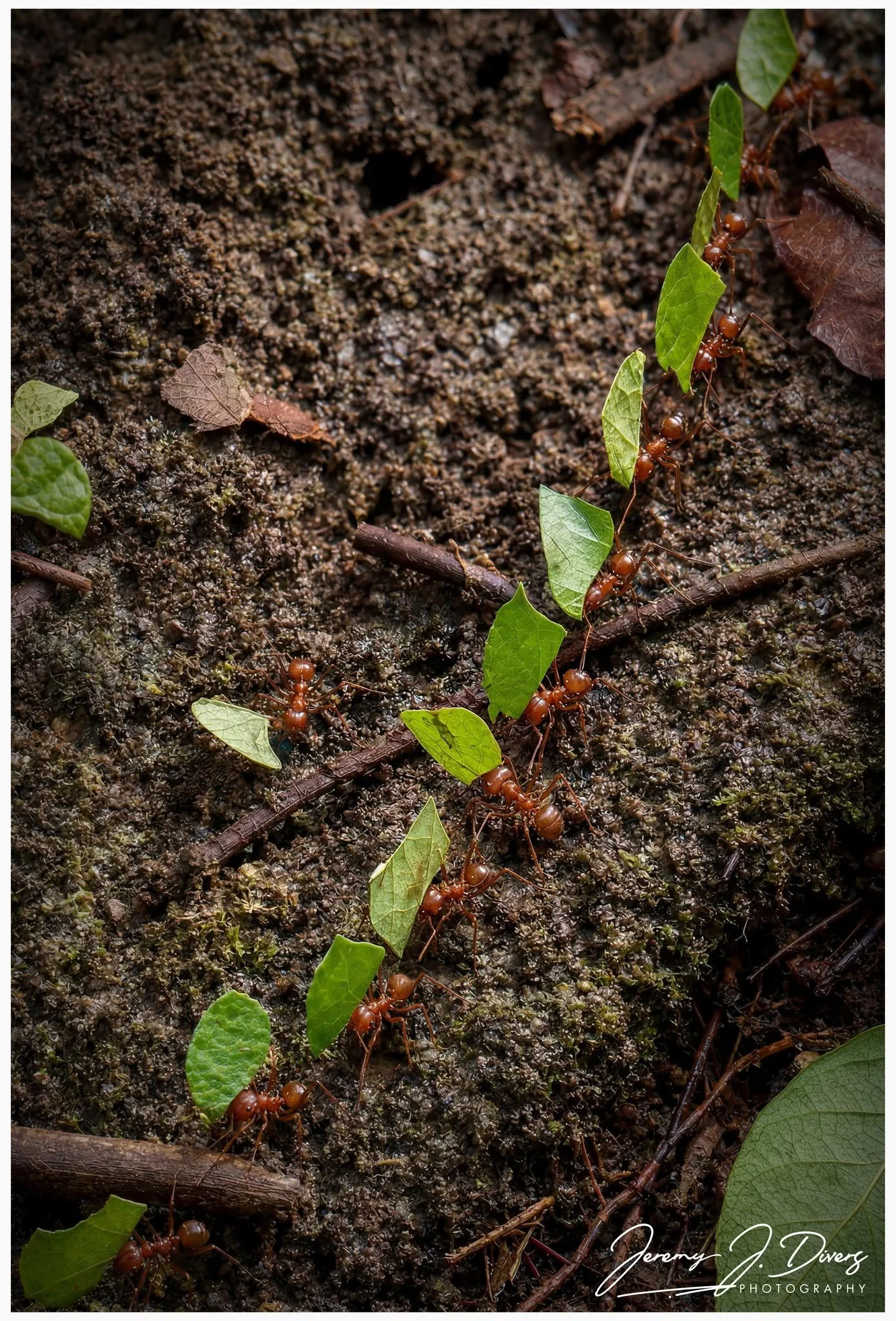 "Procession of the Ants"  Tirimbina Biological Reserve, Costa Rica