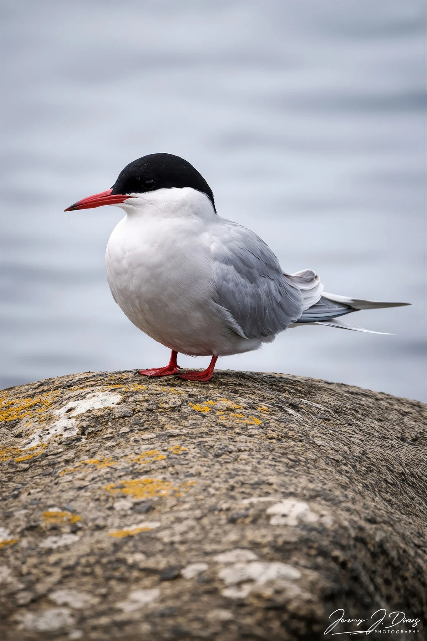 "Artic Tern" Tórshavn, Faroe Islands