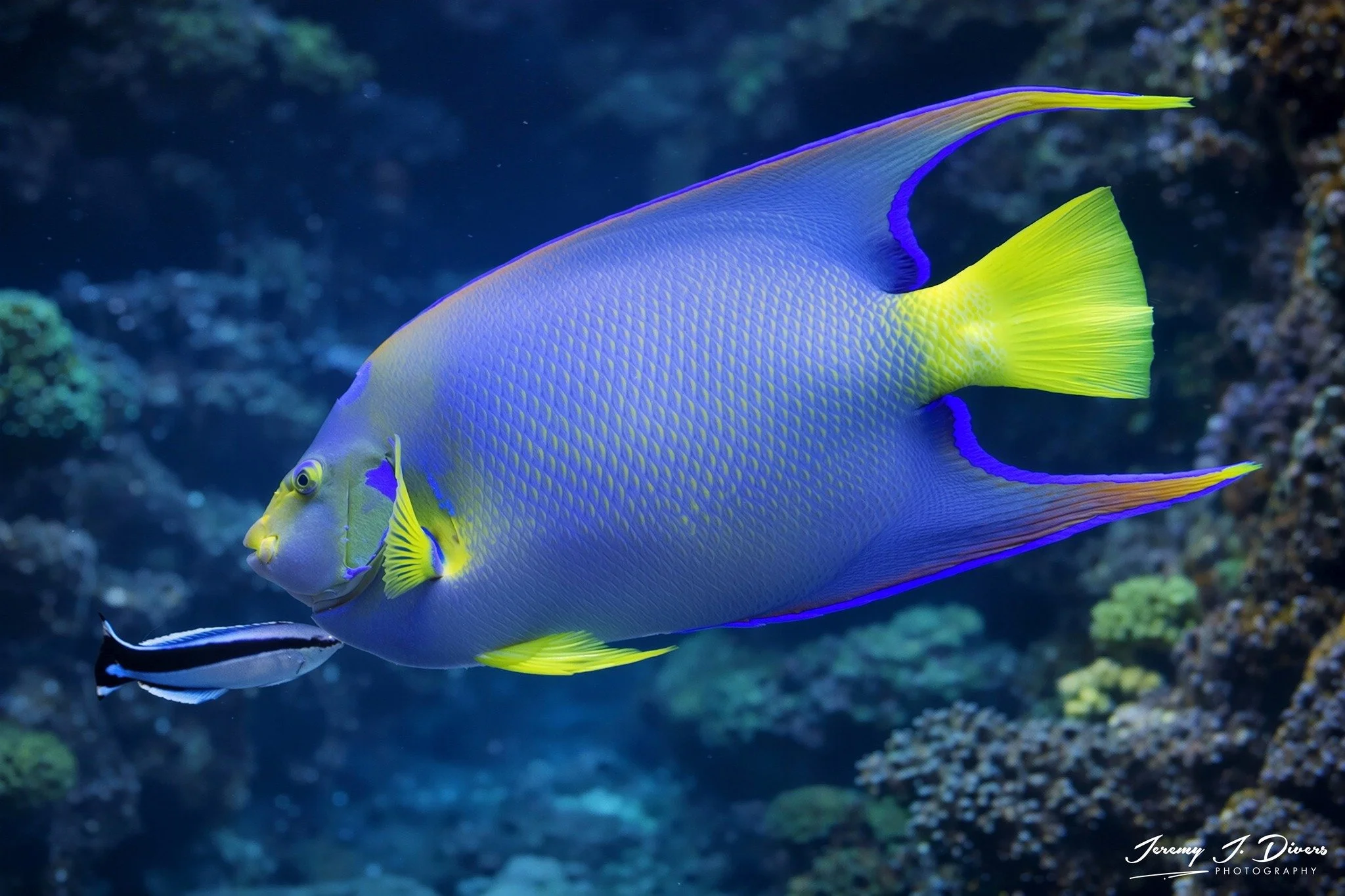 Queen Angelfish 