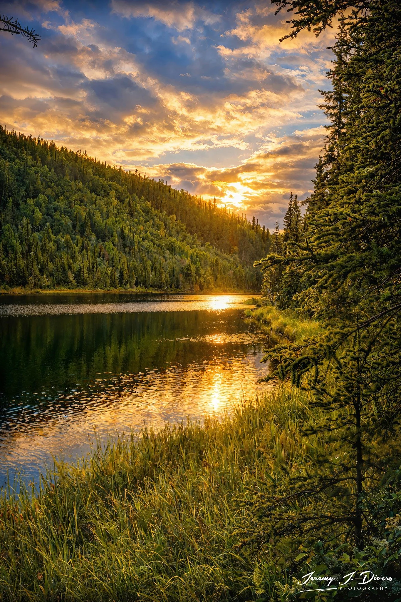 “River of Quiet Gold” Denali National Park, Alaska