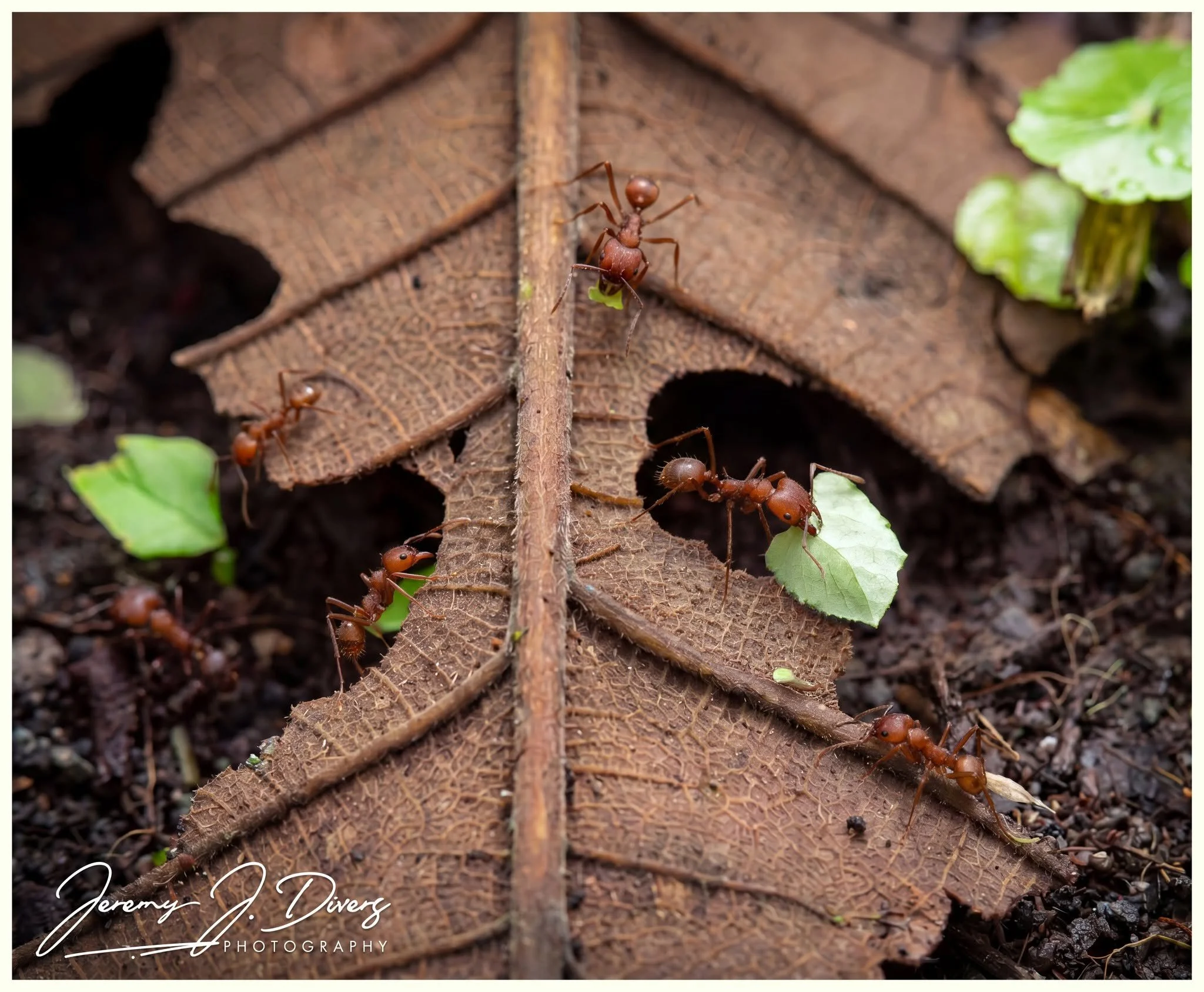 "Leaf Cutter Ants" (C) Tirimbina Biological Reserve, Costa Rica