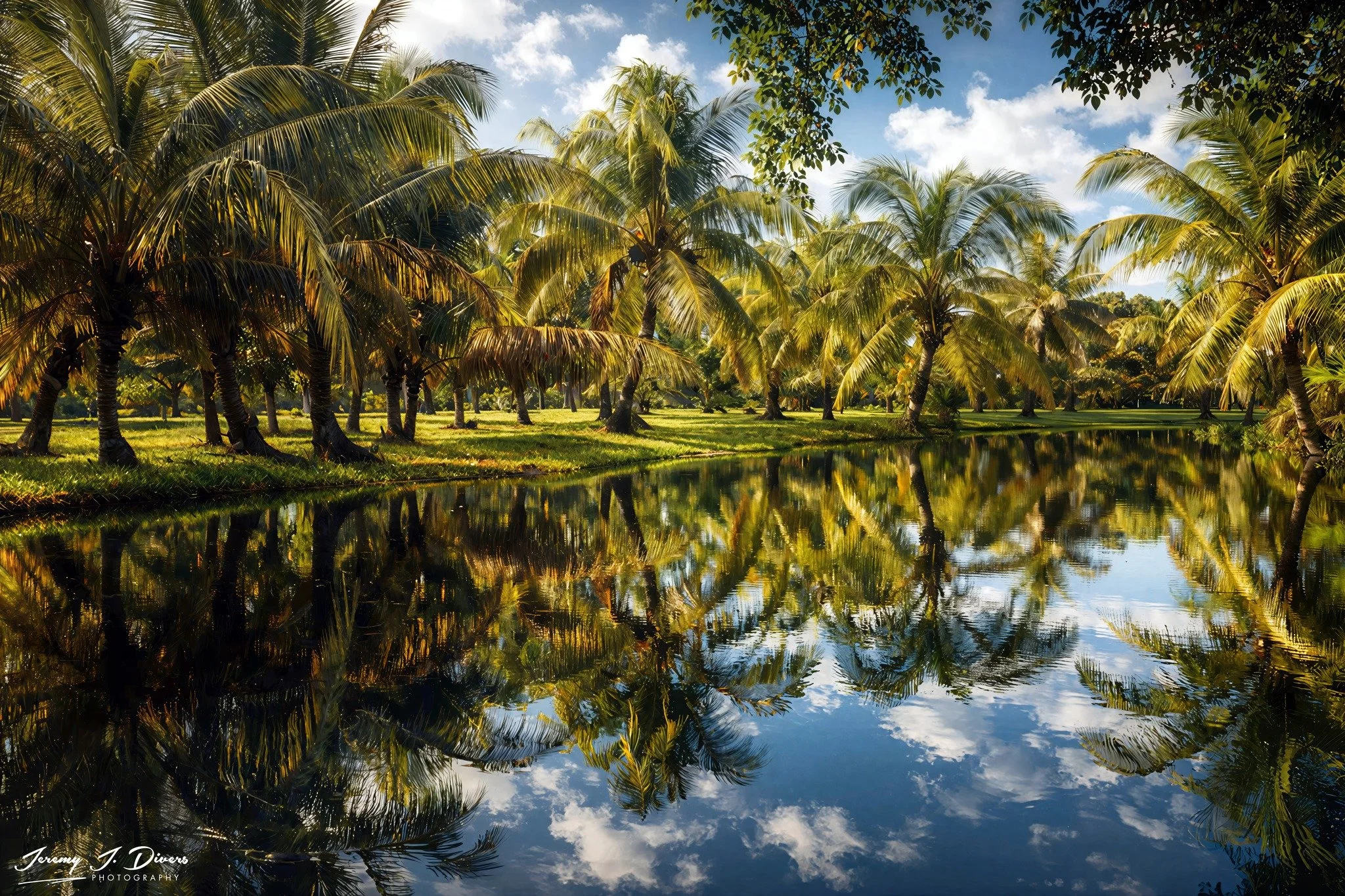 "Palm Reflections" Puerto Plata, Dominican Republic