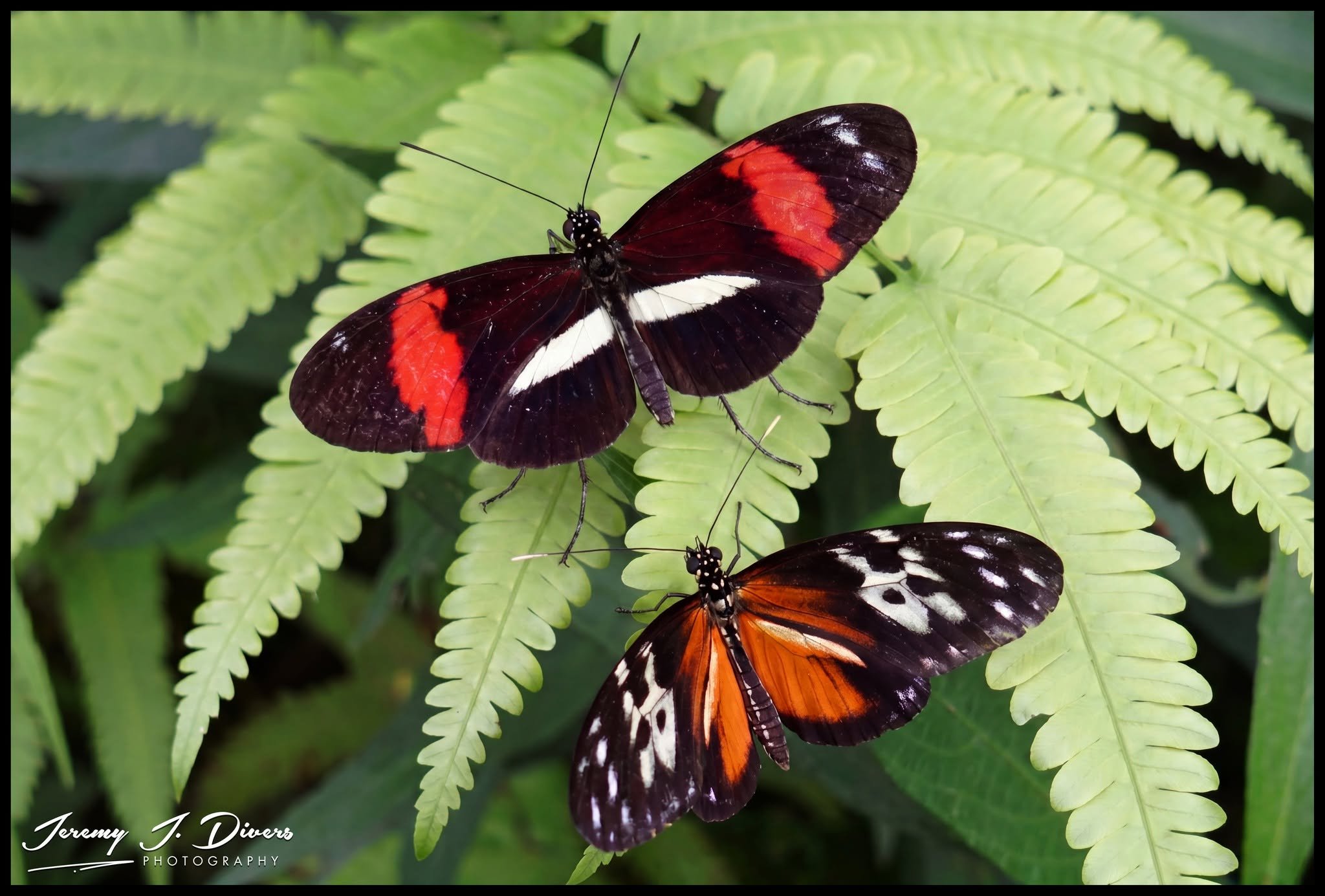  "Heliconius erato and Hecale Longwing Butterflies", Catarata Ecolodge, Arenal Region, Costa Rica
