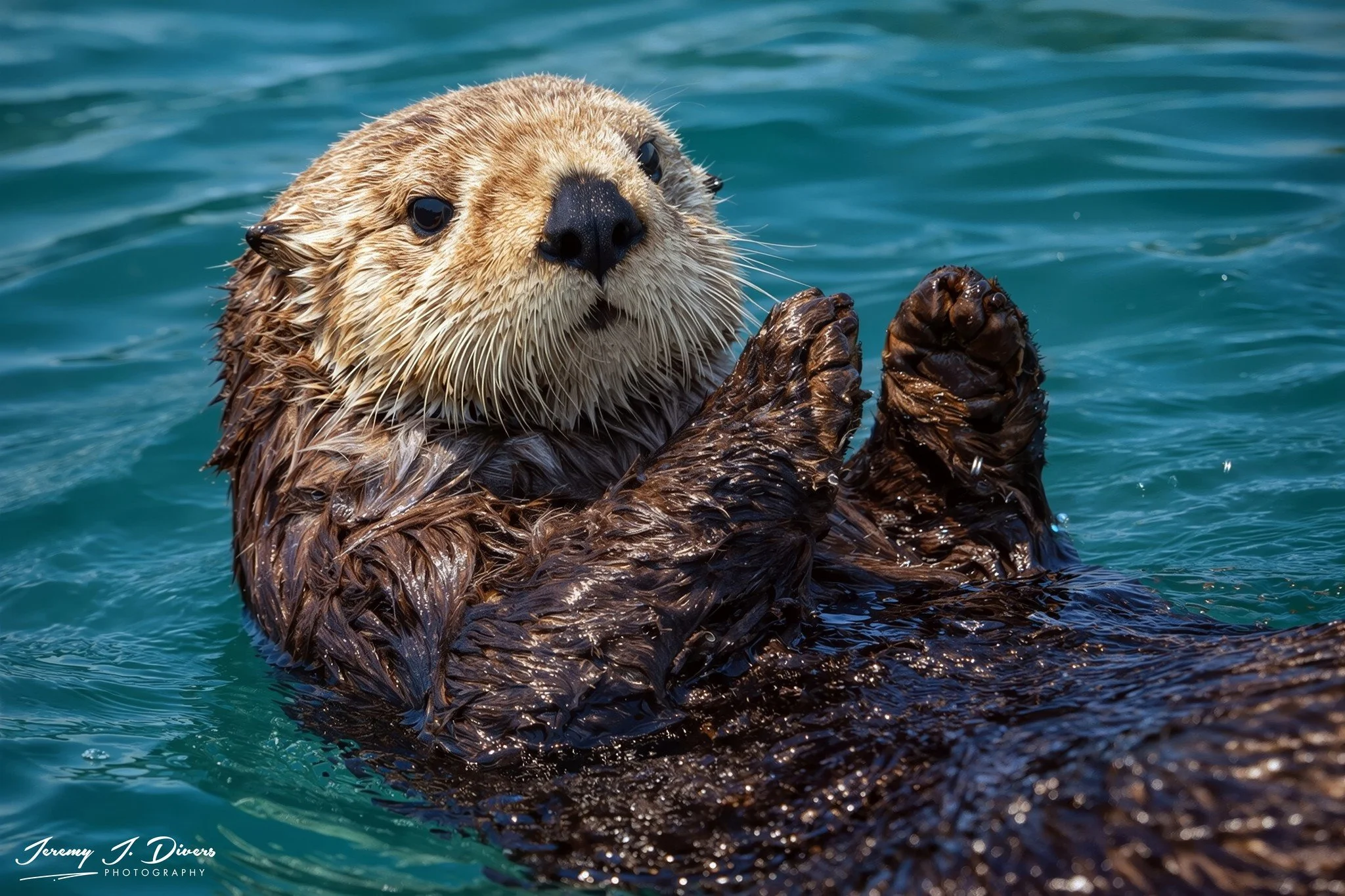 “Living the Otter Life” Prince William Sound, Alaska