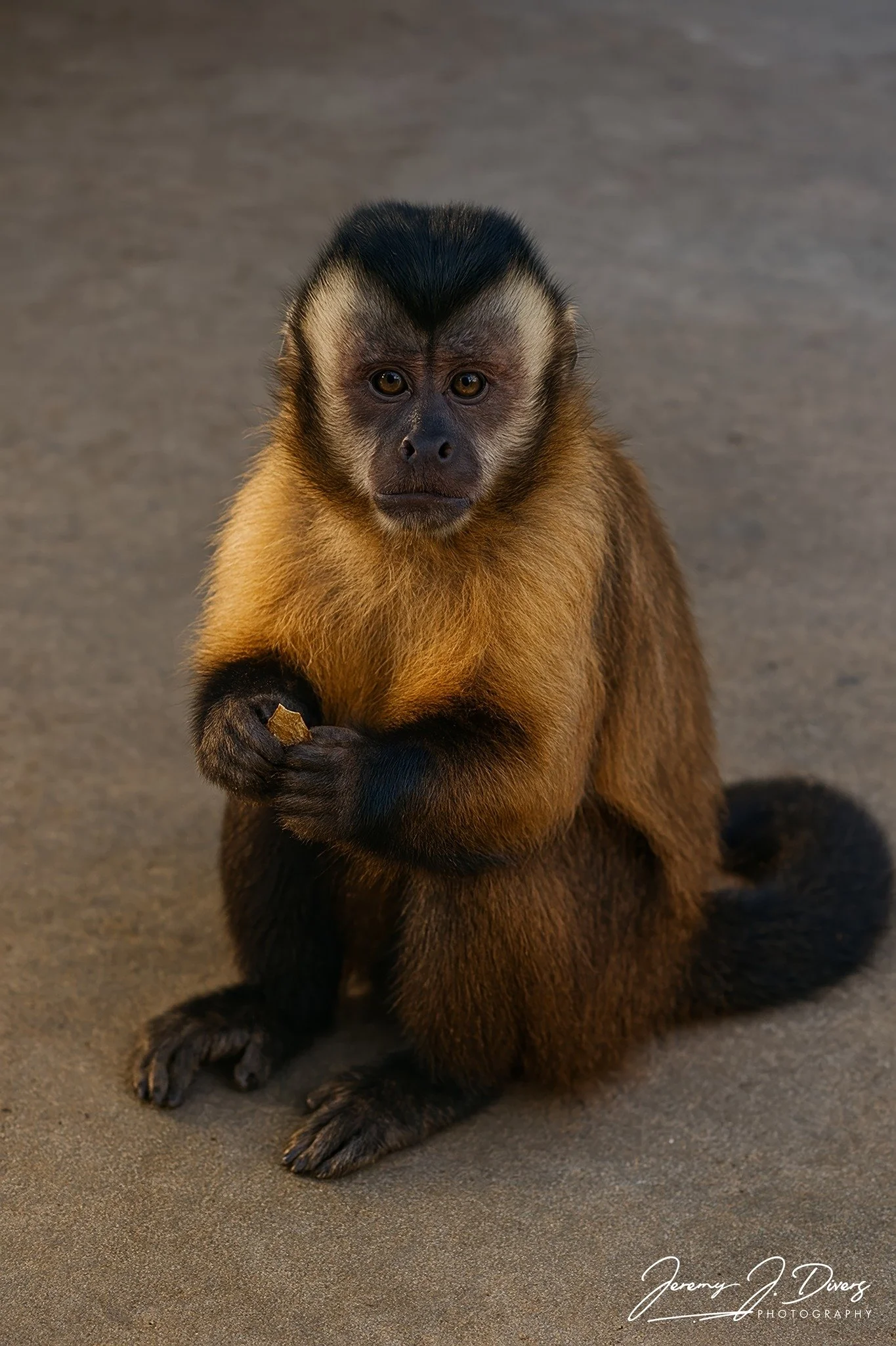 "Capuchin Cuteness" Branson Safari Park