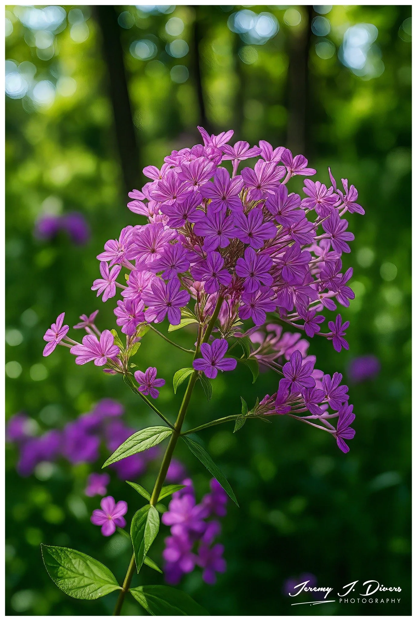 "Garden Phlox" Shaw Nature Reserve, Gray Summit, Missouri