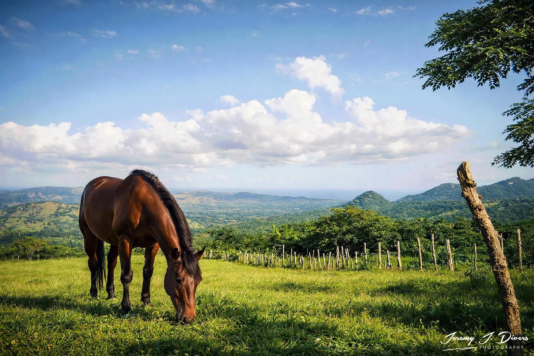 “Quiet Pastures of the Highlands” Near Puerto Plata, Dominican Republic 