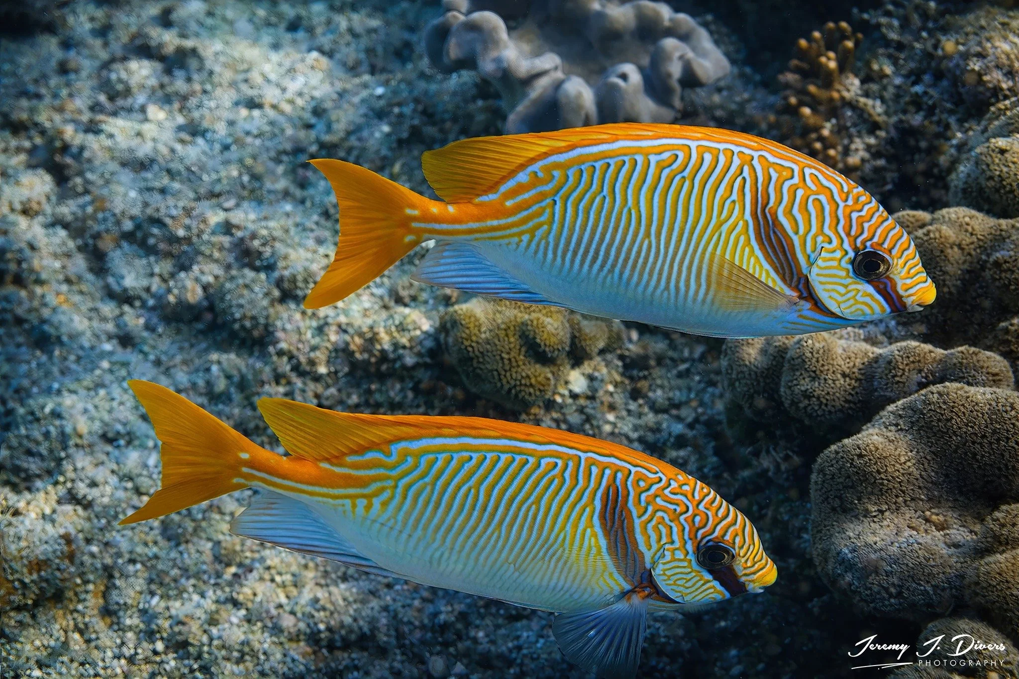 Barred Rabbitfish 