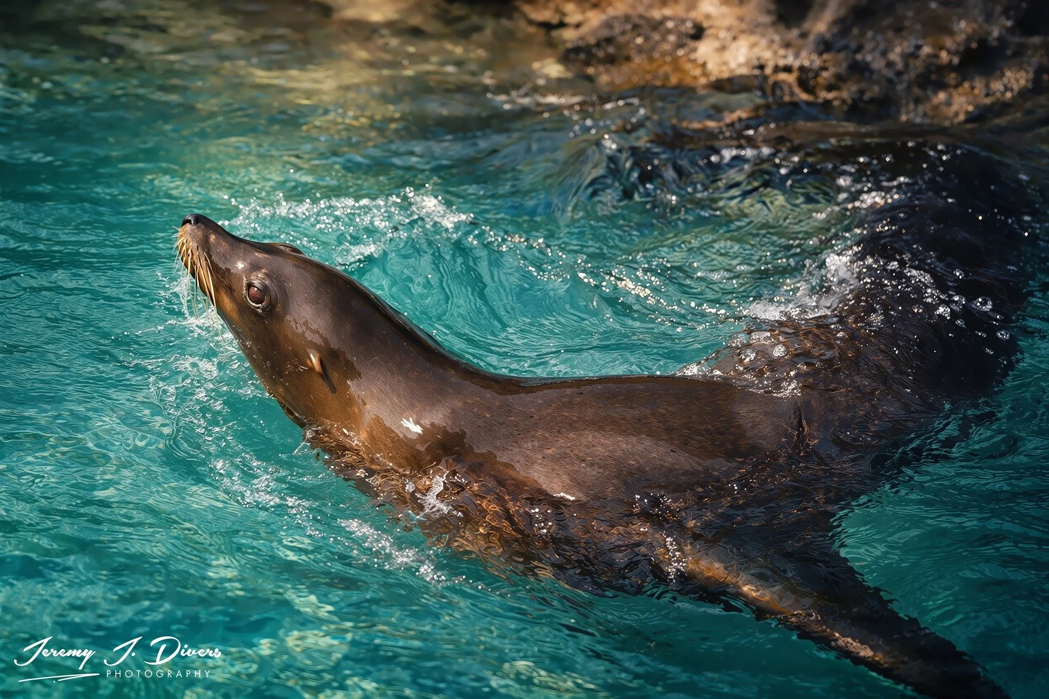 "Swimming Lion" Sea World, San Diego, California