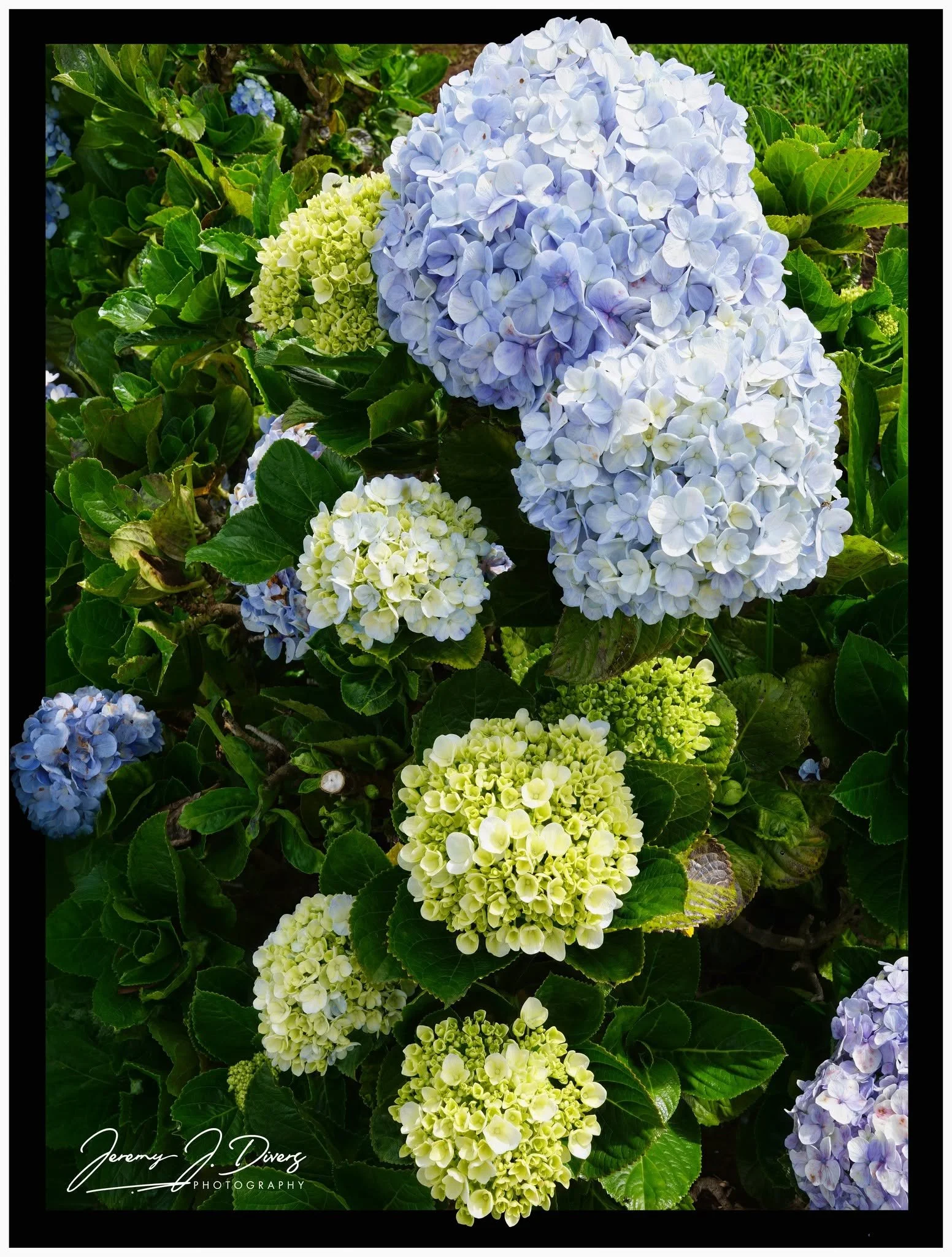  "Hydrangea macrophylla" Costa Rica