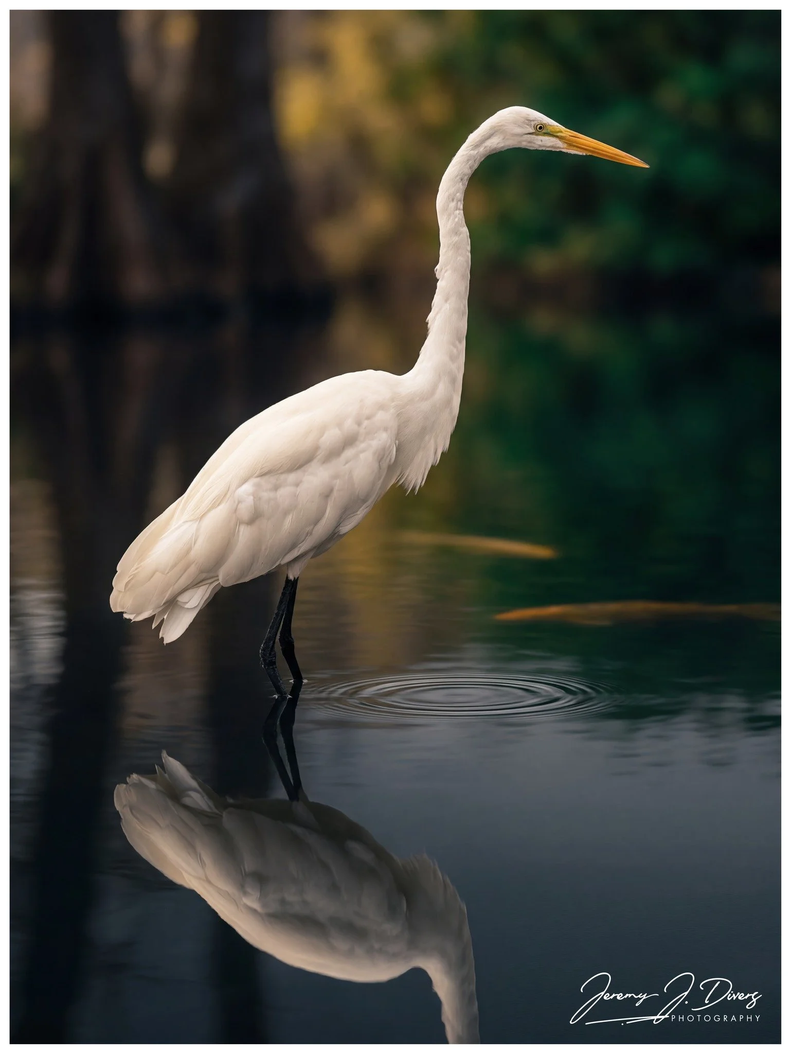 "Great Egret" St. Louis Aquarium, St. Louis, Missouri 