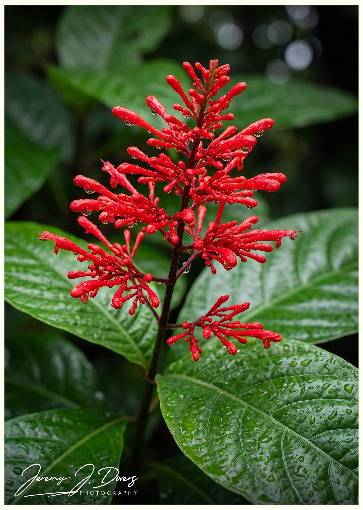 "Firespike Blossom" Catarata Eco-Lodge, La Fortuna, Costa Rica