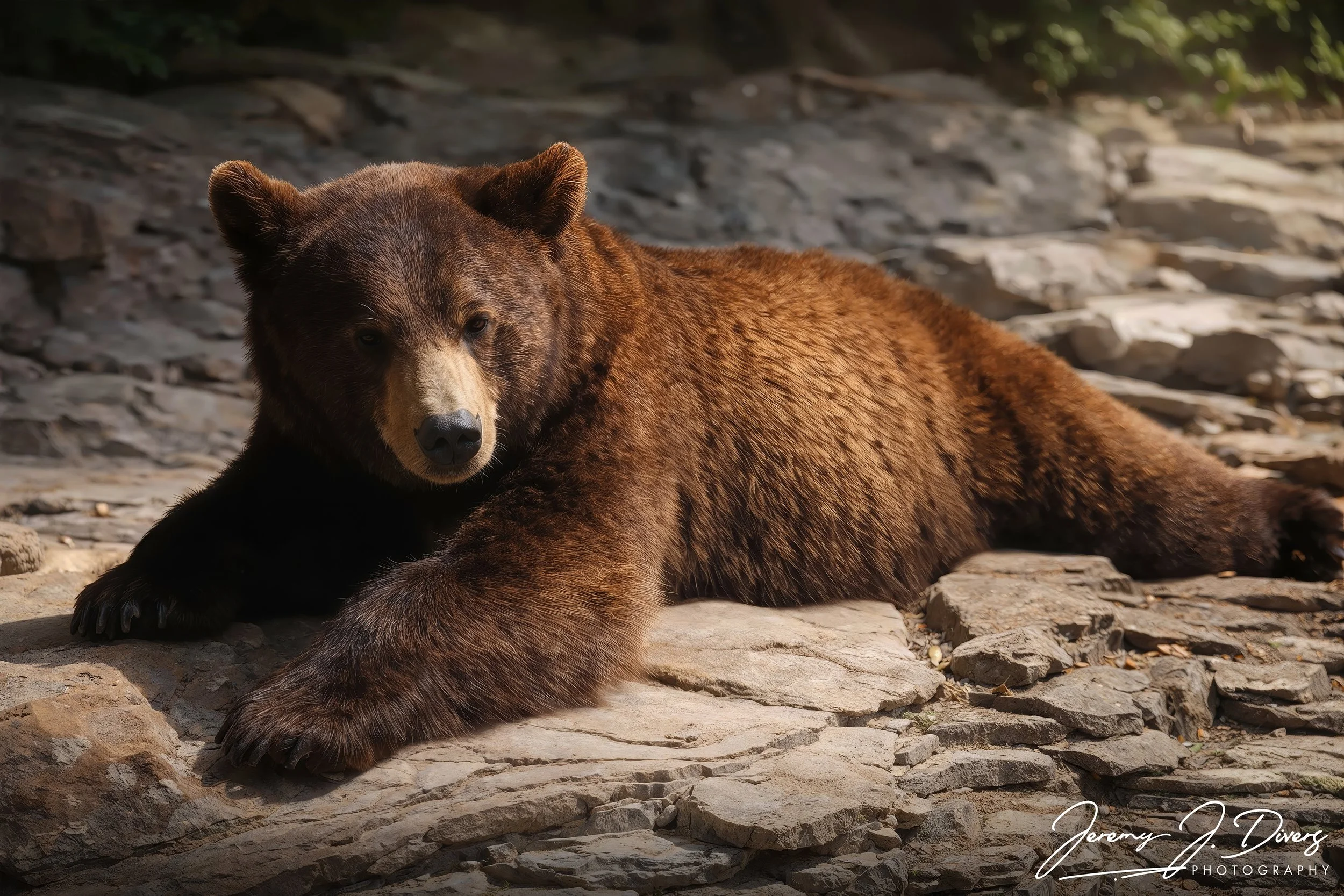 "Sleepy Grizzly"