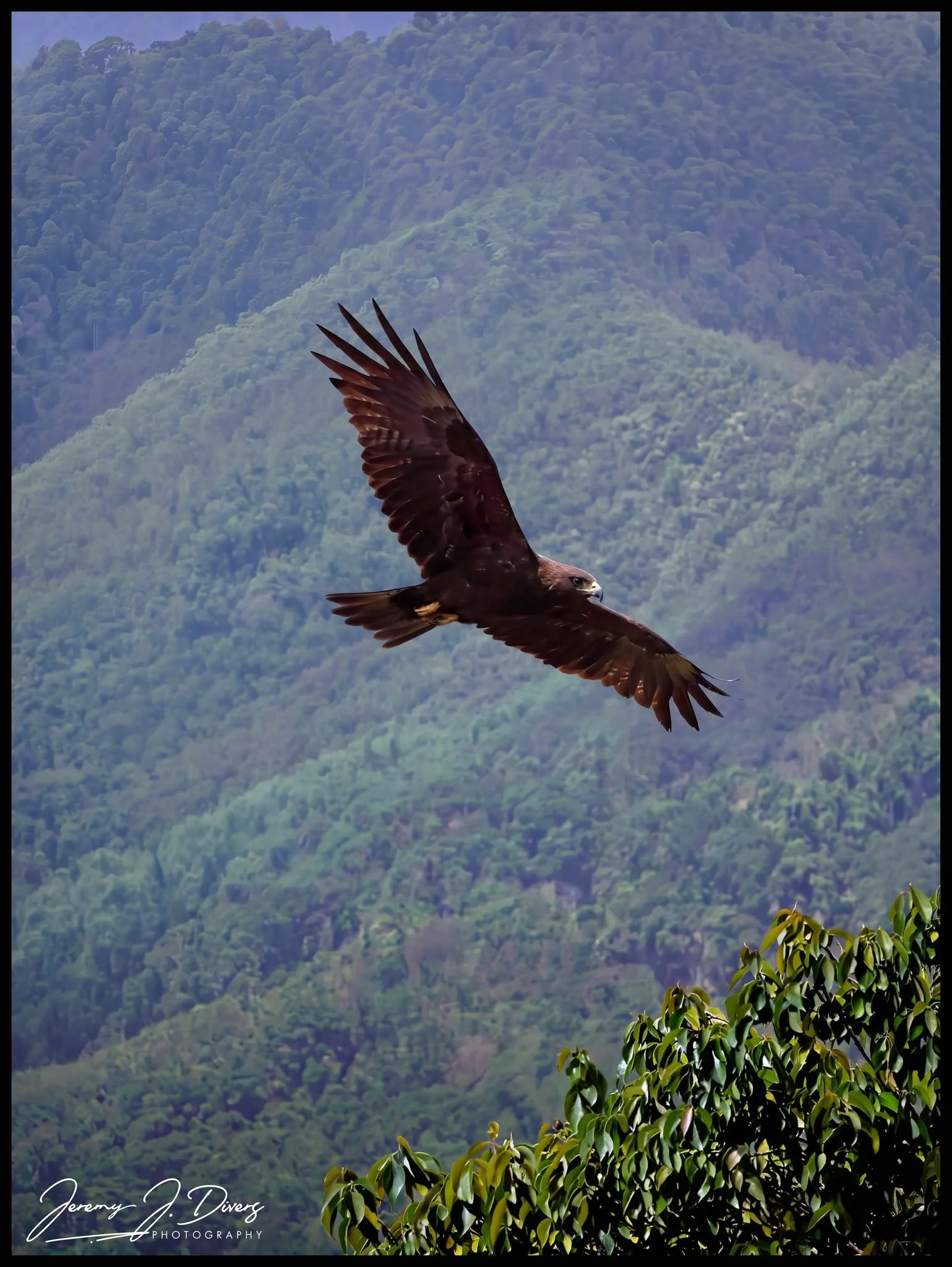 "Zone-tailed Hawk" Arenal Volcano National Park, Costa Rica