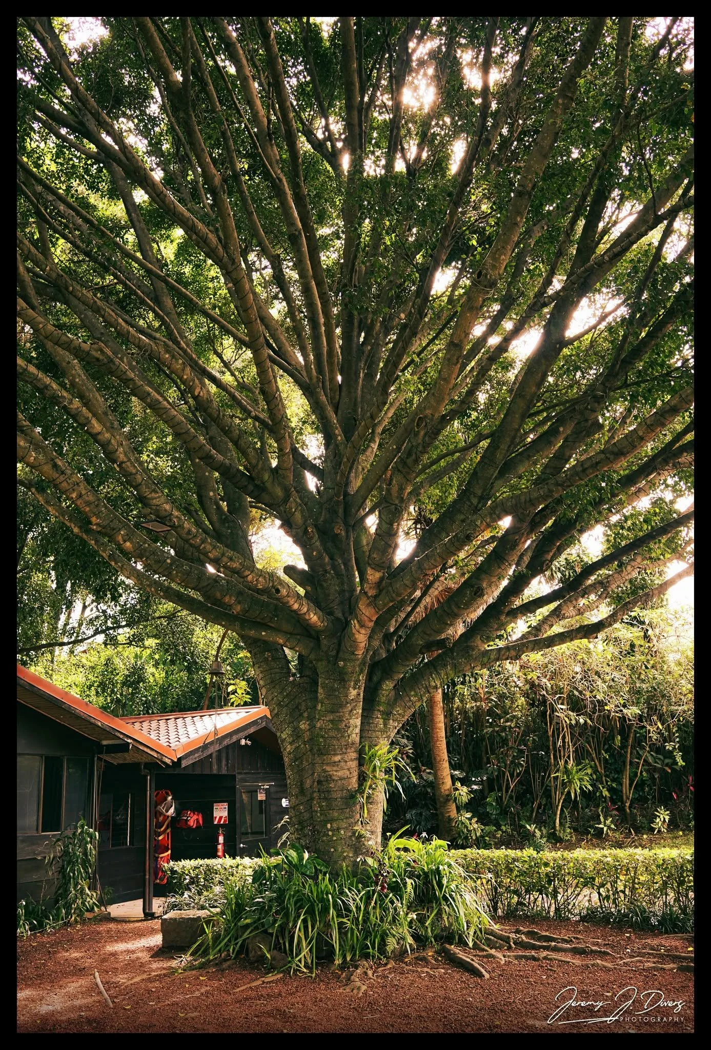 "Weeping Fig in the Morning Light" Café Britt, San Jose, Costa Rica