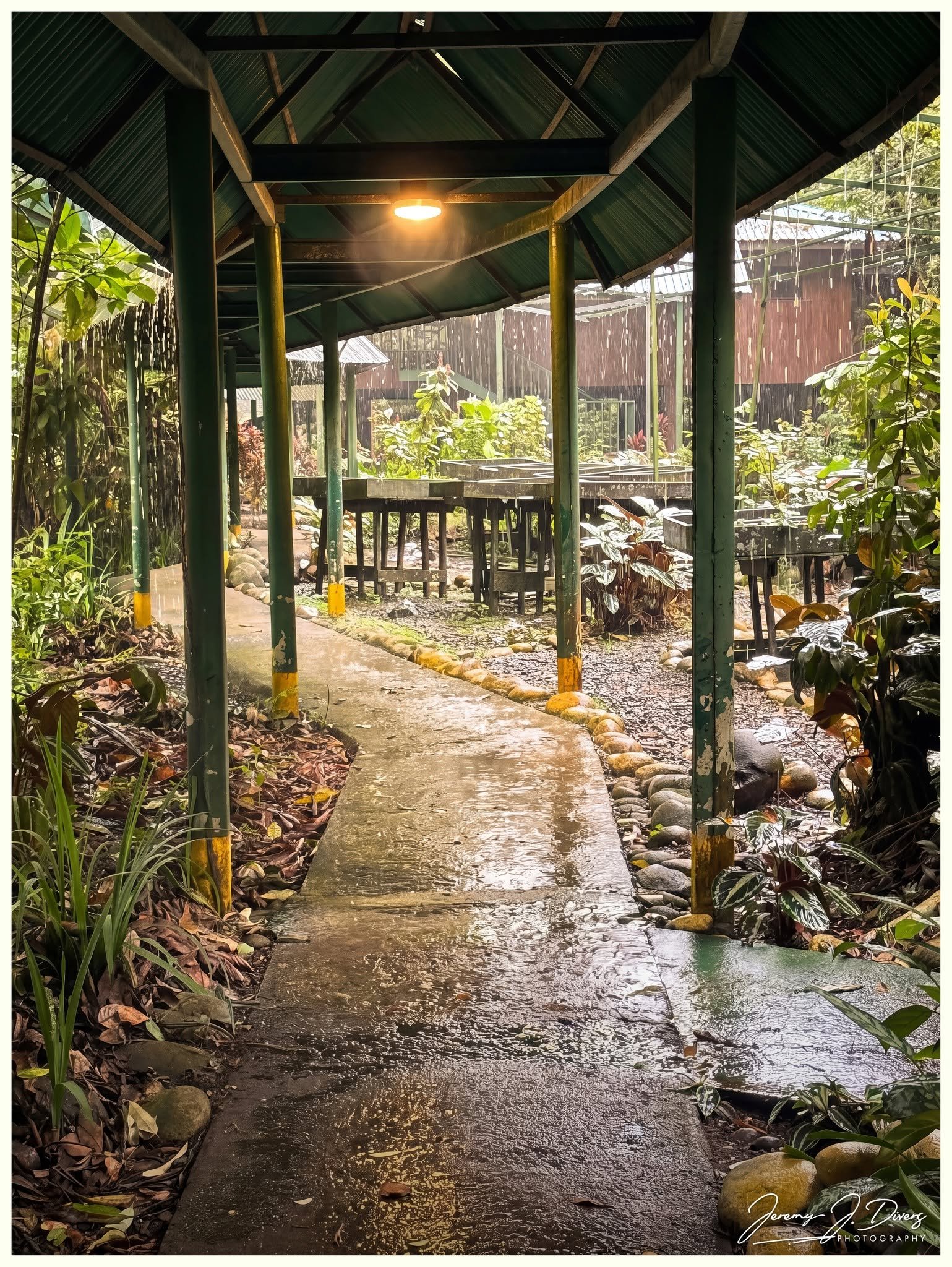 "Beneath the Rain-Soaked Canopy," (B) Selva Verde Lodge, Sarapiquí, Costa Rica