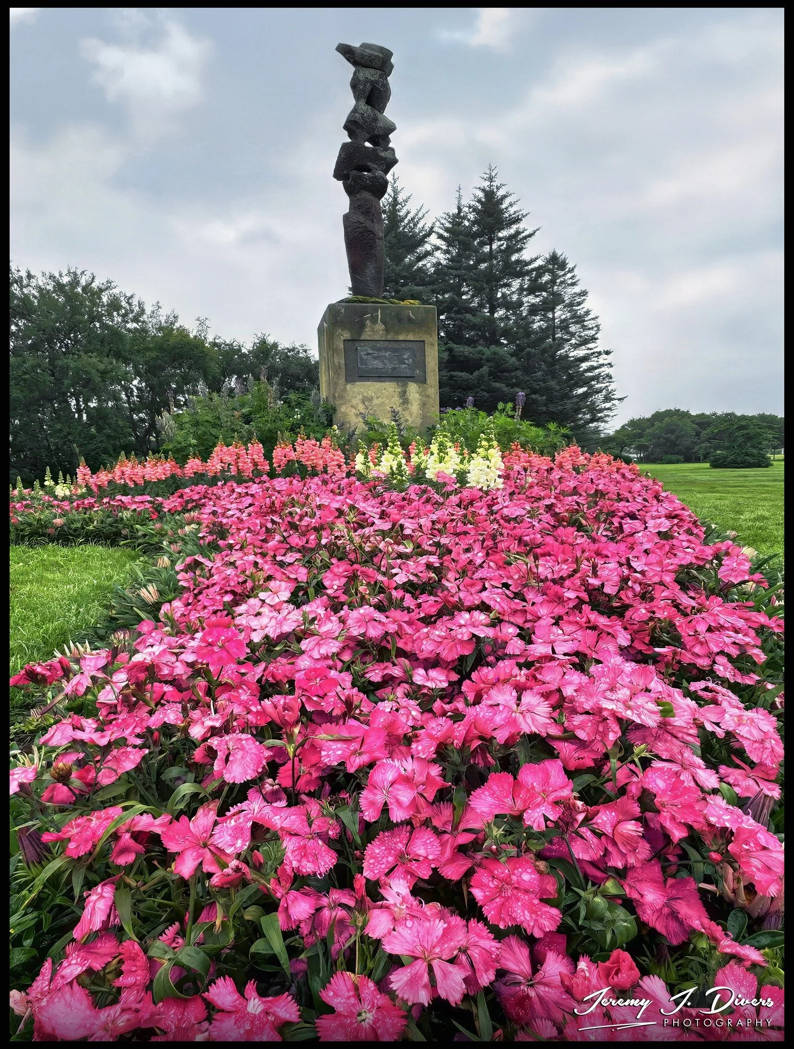 "Icelandic Sculpture" Dianthus Flowers, Reykjavik, Iceland