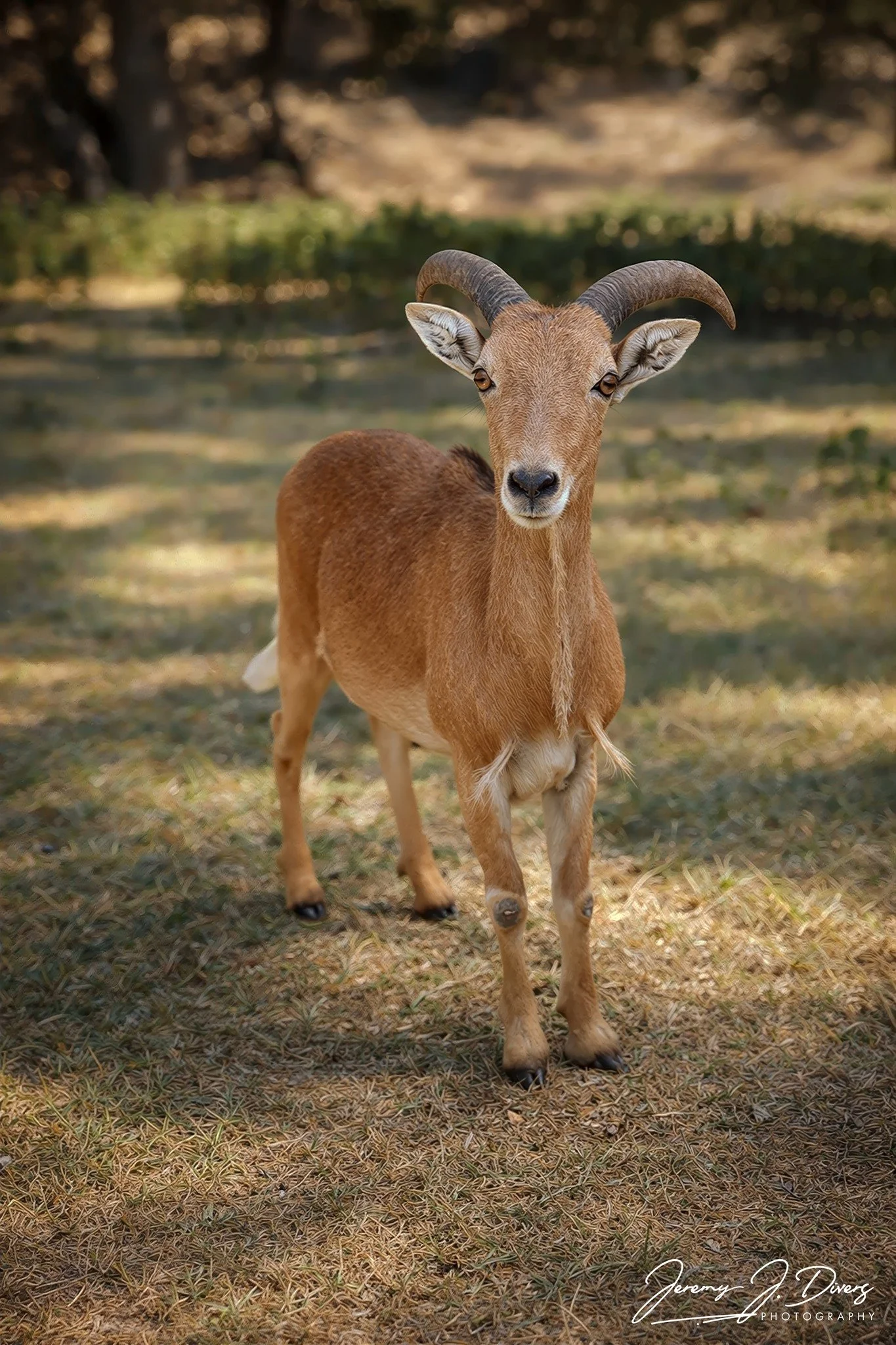 "Barbary" Branson Safari Park