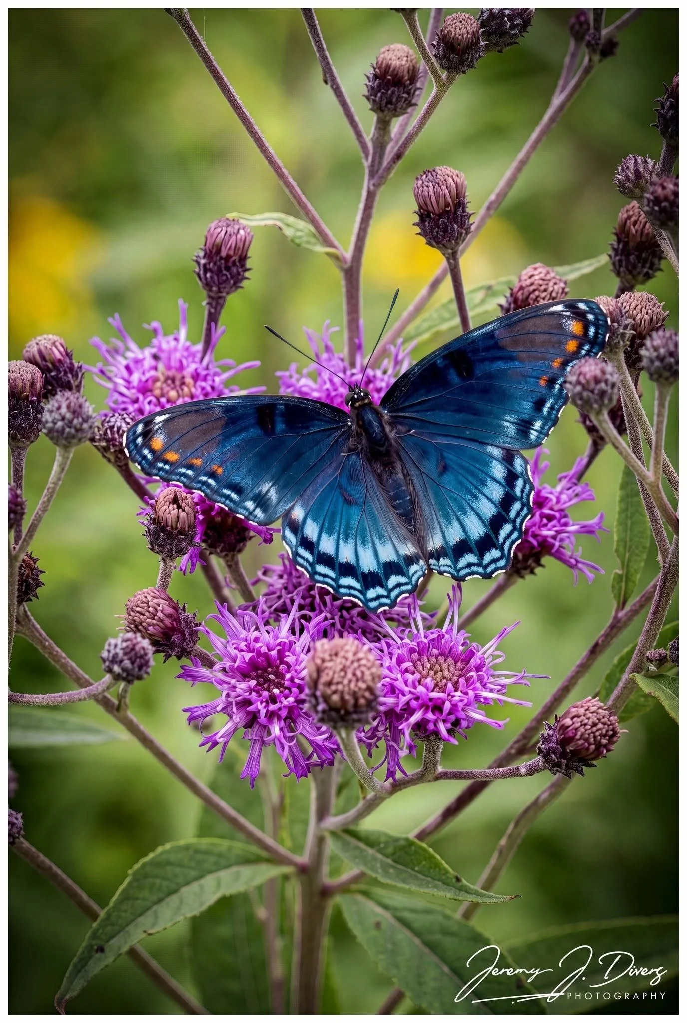 "Red-spotted Purple Butterfly" Shaw Nature Reserve, Gray Summit, MO