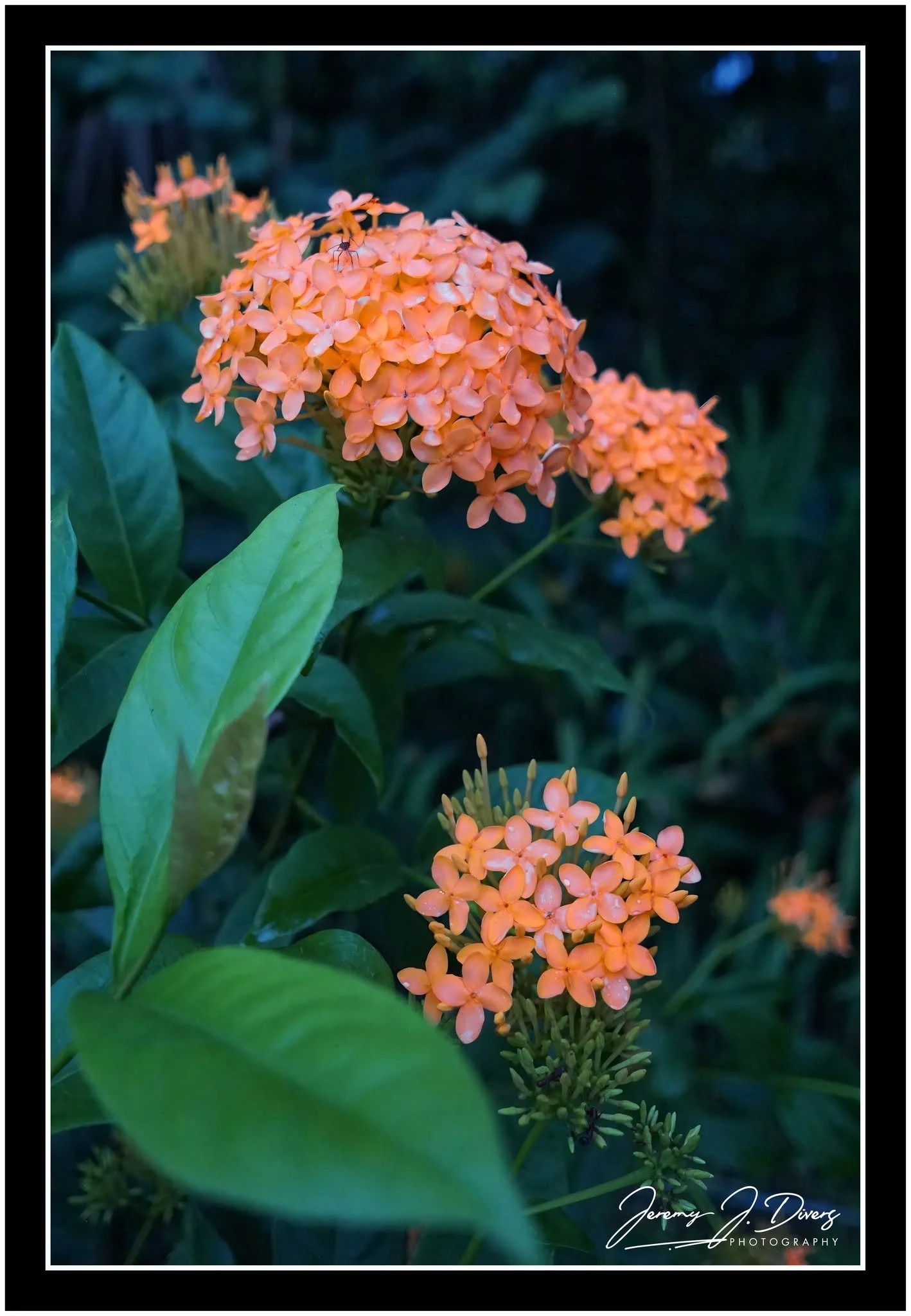  "Chinese Ixora": (B) Costa Rica