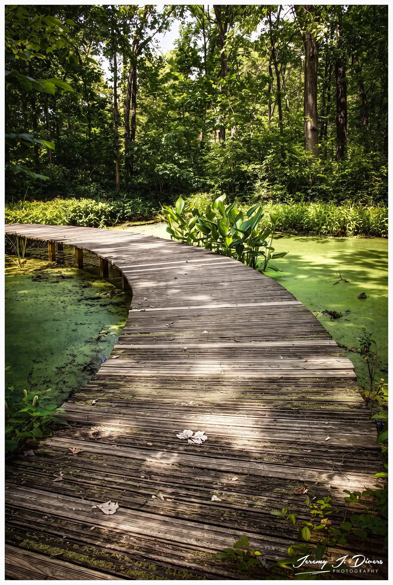 "The Emerald Crossing," (A) Shaw Nature Reserve, Gray Summit, MO