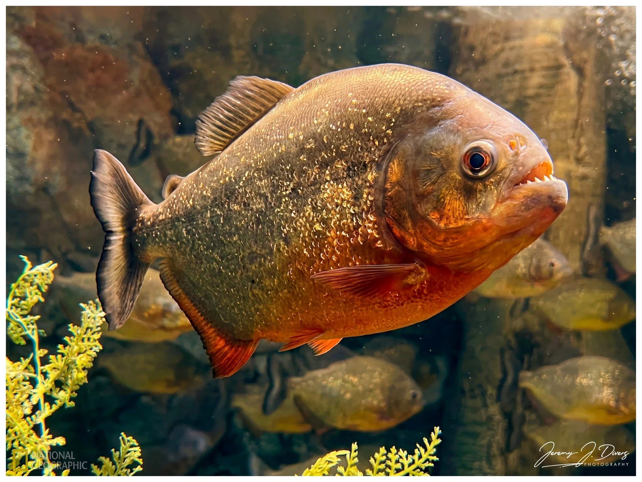  Red-bellied Piranha
