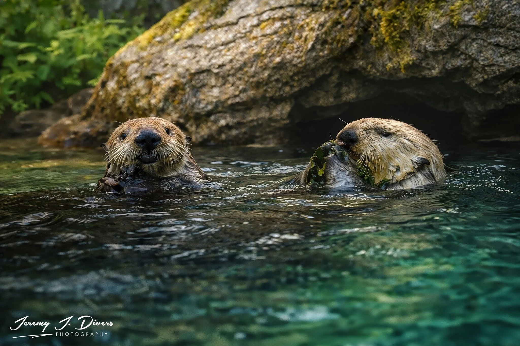 "Otter Pals" Sea World, San Diego, Calfornia