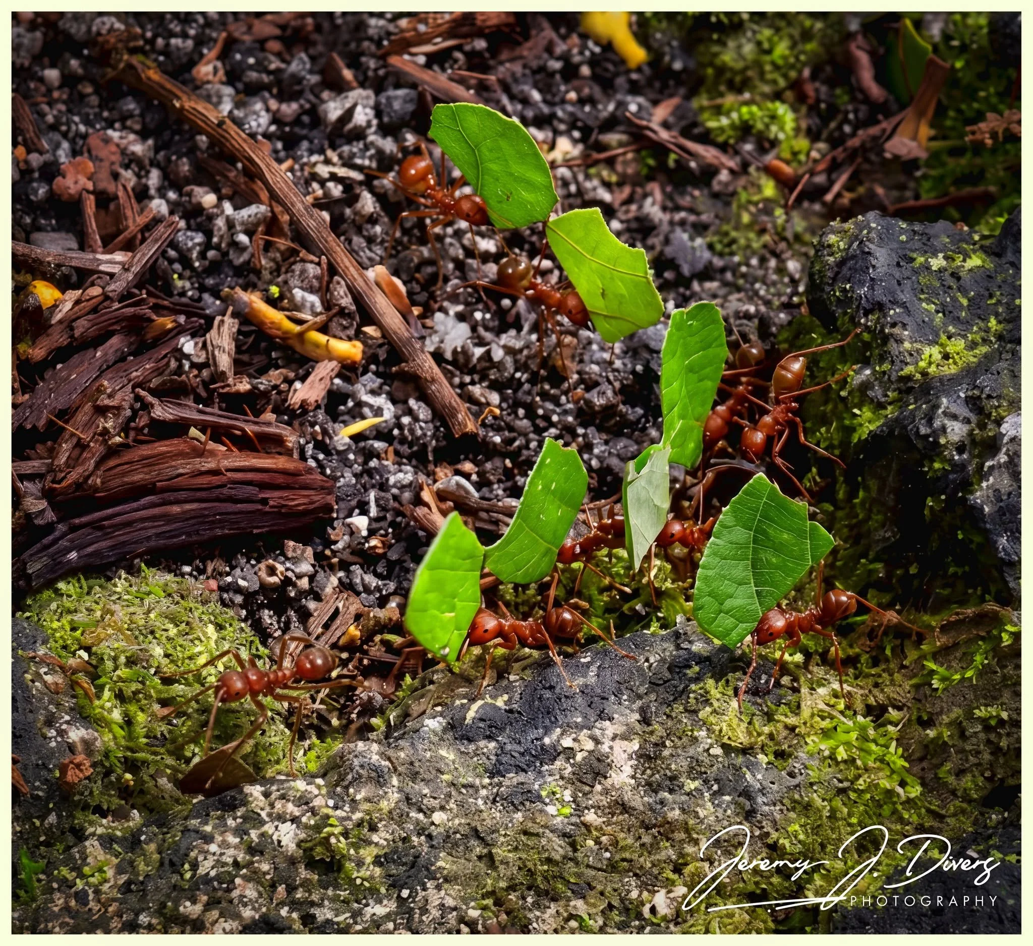 "Leaf Cutter Ants" (E) Tirimbina Biological Reserve, Costa Rica