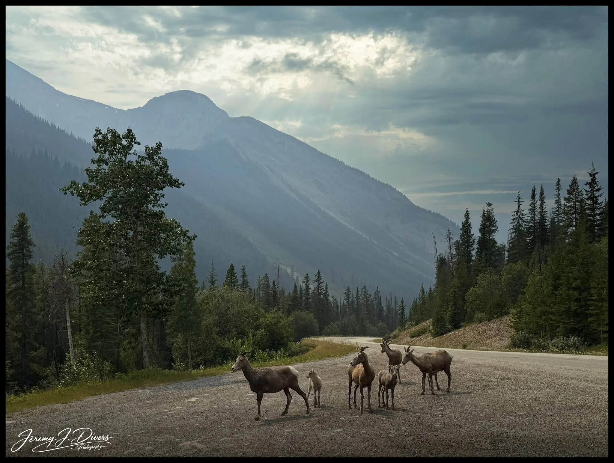 "The Mountain's Quiet Travelers" Banff National Park, Alberta, Canada