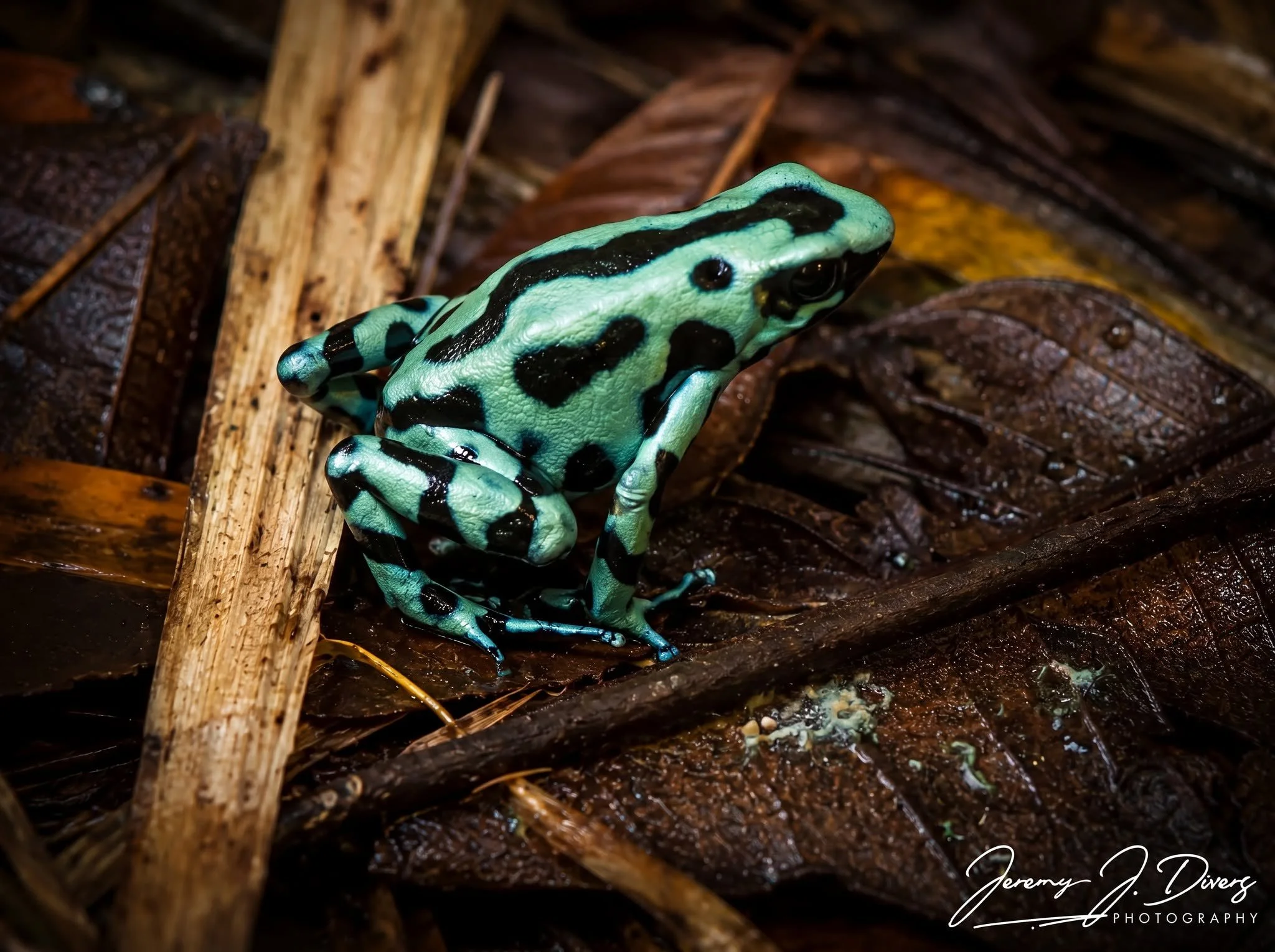 "Green Black Poison Dart Frog" (C)Tirimbina Biological Reserve, Costa Rica
