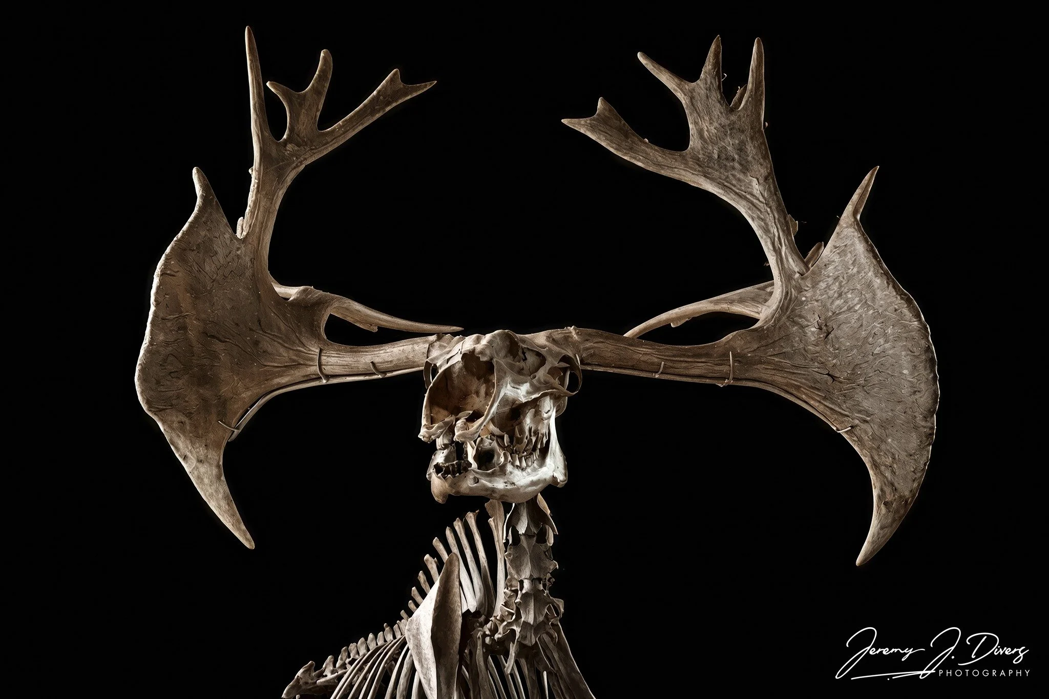 "Irish Elk"