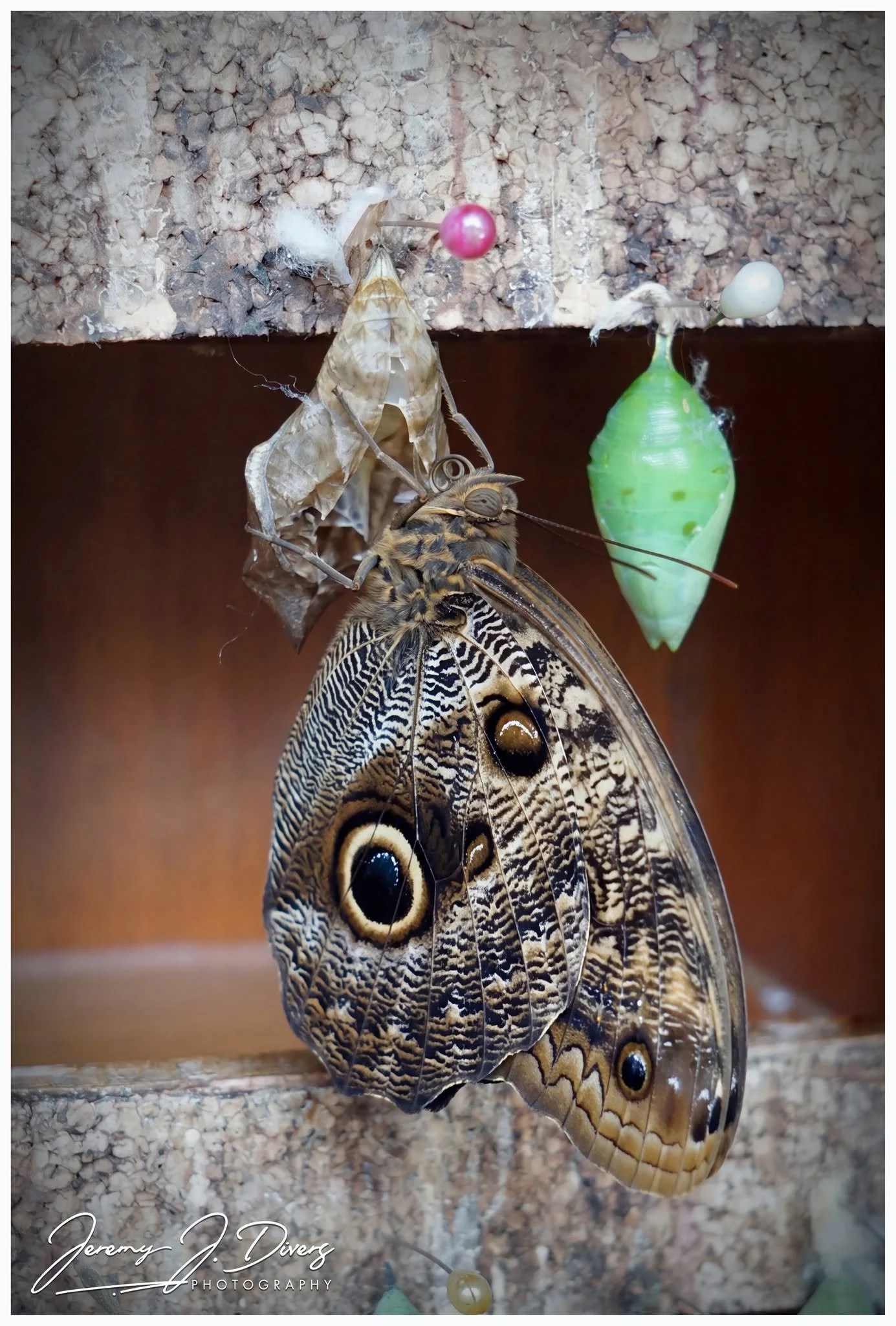  "Owl Butterfly" Café Britt, San Jose, Costa Rica