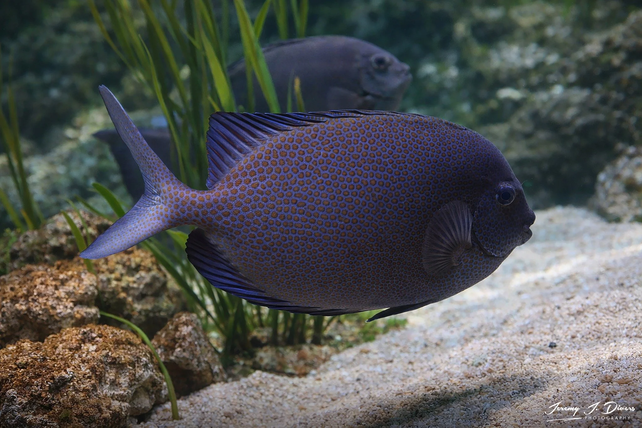 Goldspotted Rabbitfish