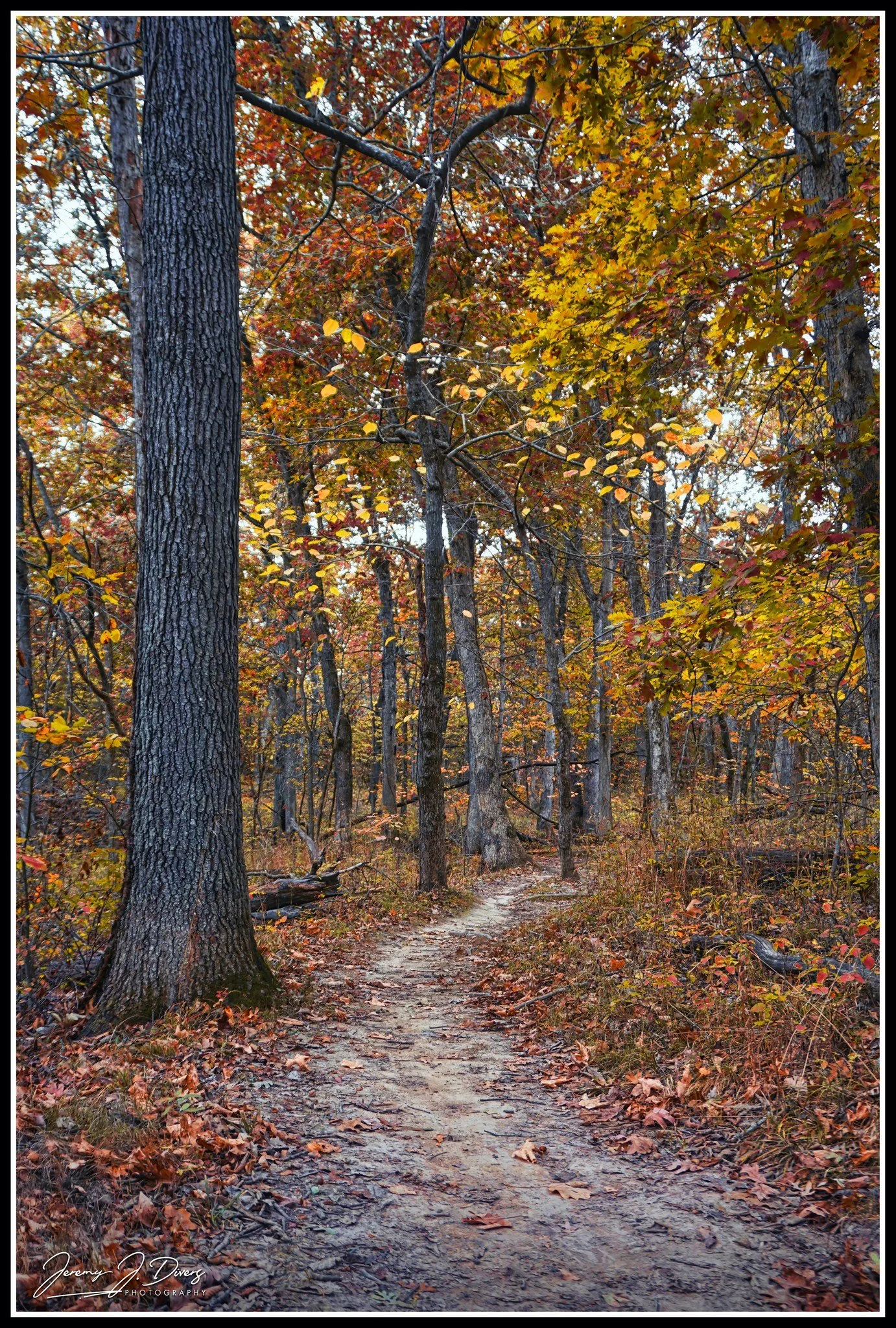 "Spring Brook Trail" Rockbridge State Park, Columbia, MO